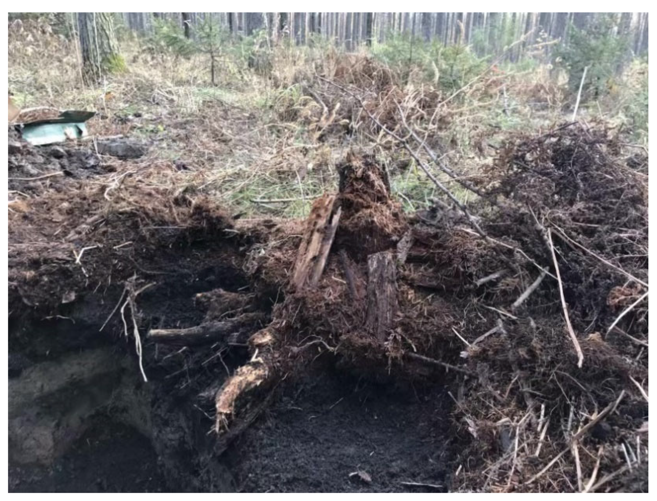 Forests 13 02166 g002 Forests 13 02166 g002