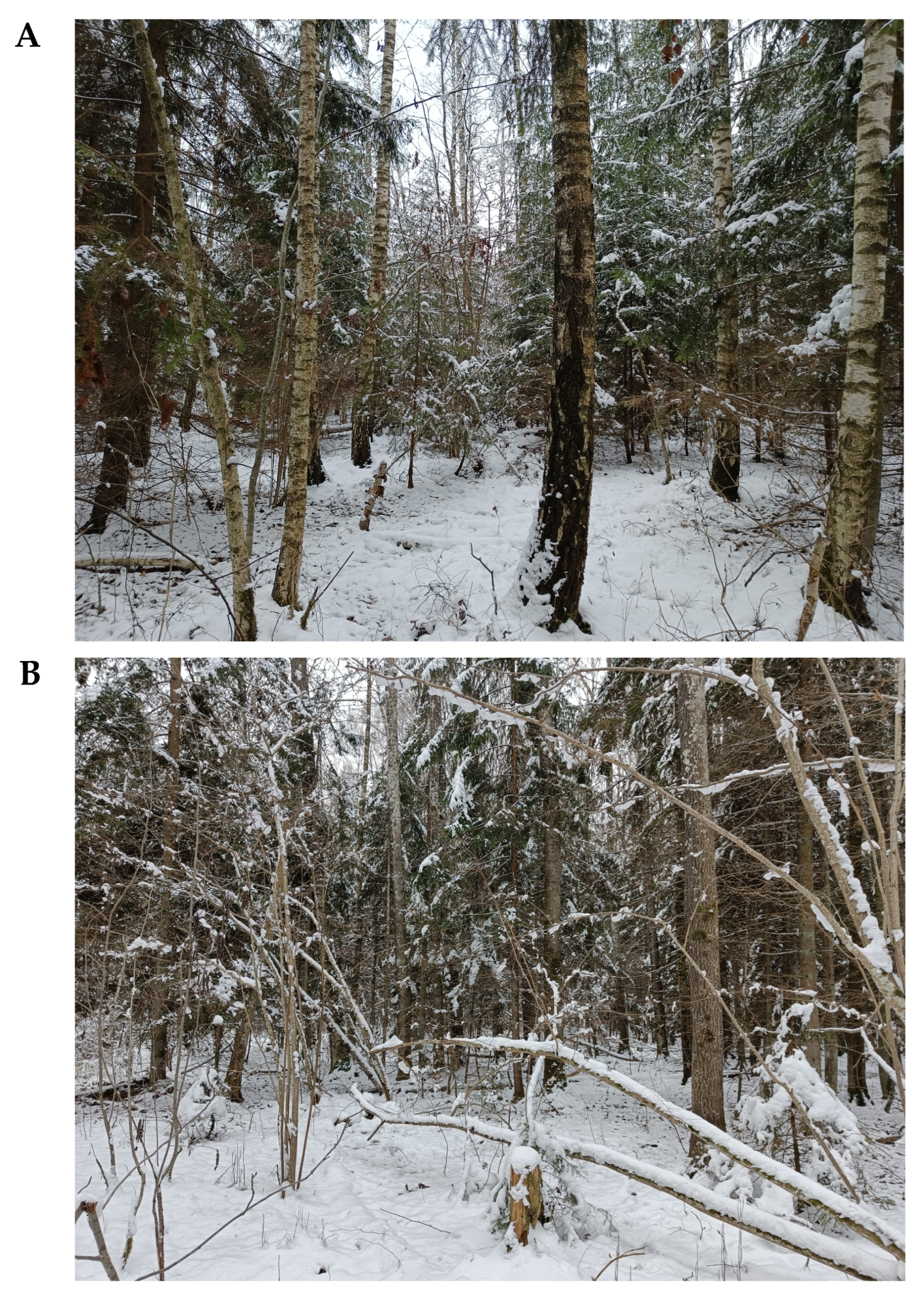 Forests 13 02172 g002a Forests 13 02172 g002a