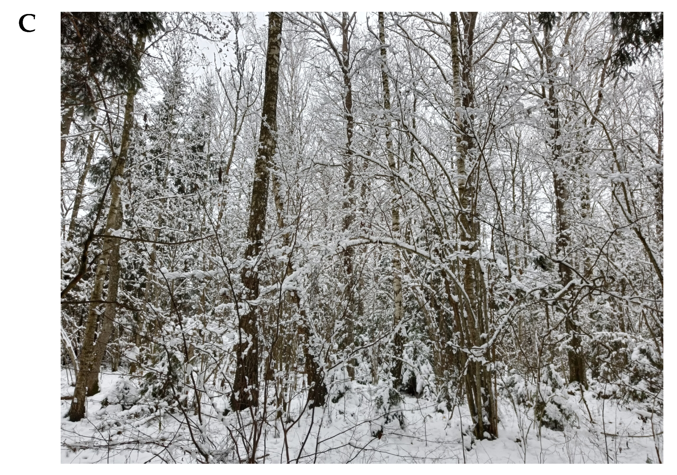 Forests 13 02172 g002b Forests 13 02172 g002b