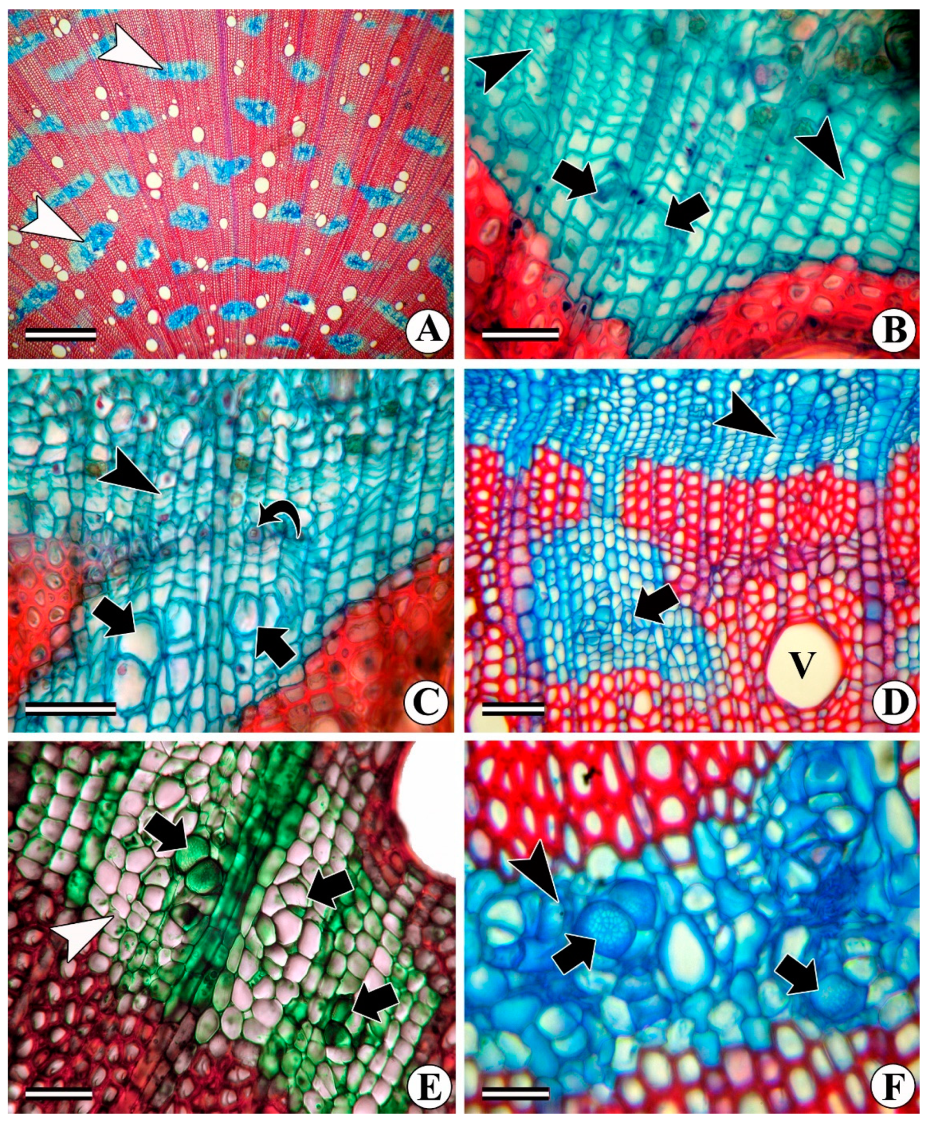 Forests 13 02174 g001 Forests 13 02174 g001