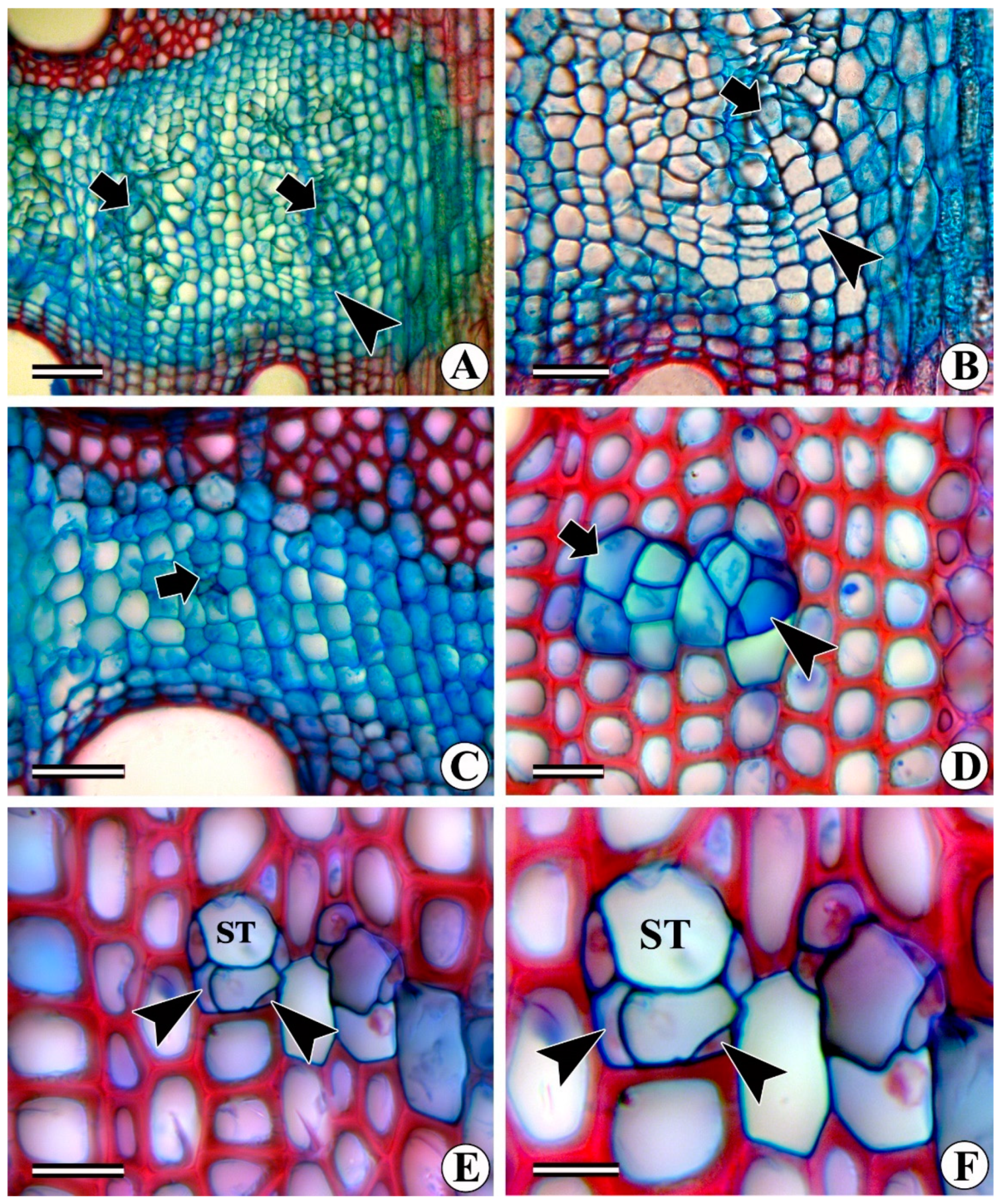 Forests 13 02174 g002 Forests 13 02174 g002