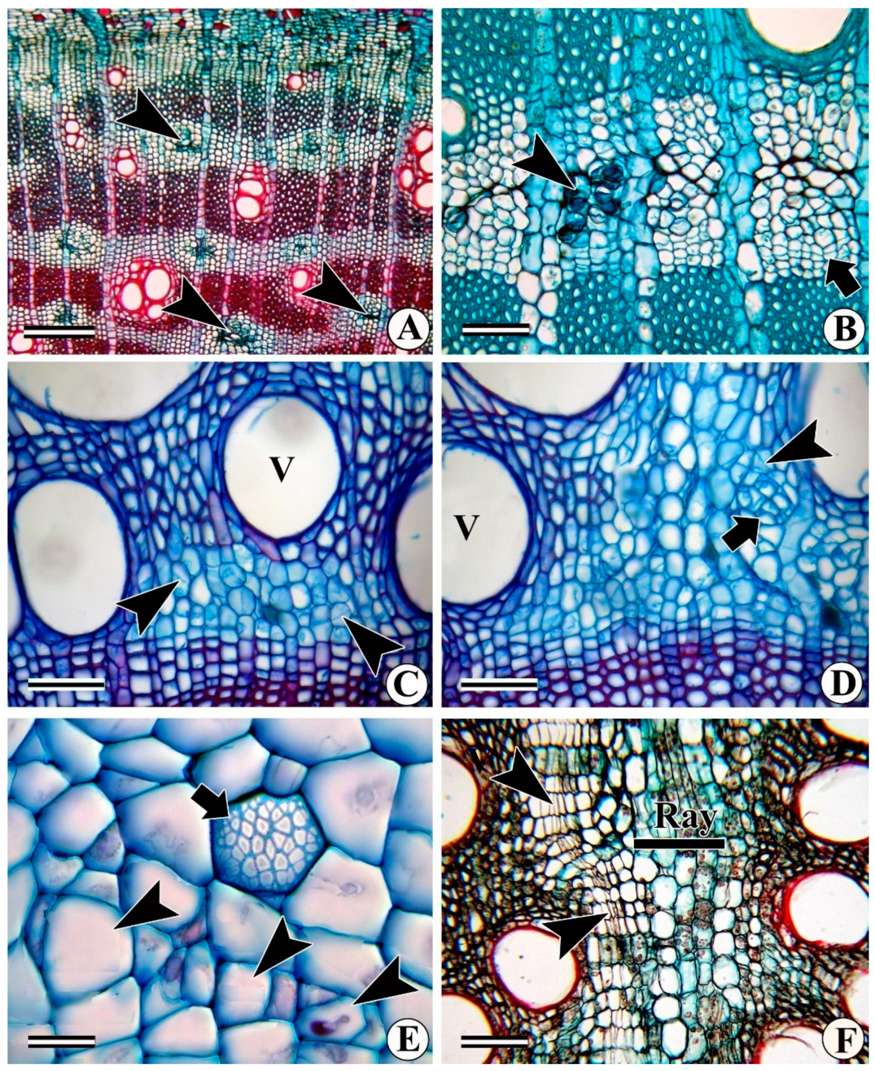 Forests 13 02174 g004 Forests 13 02174 g004