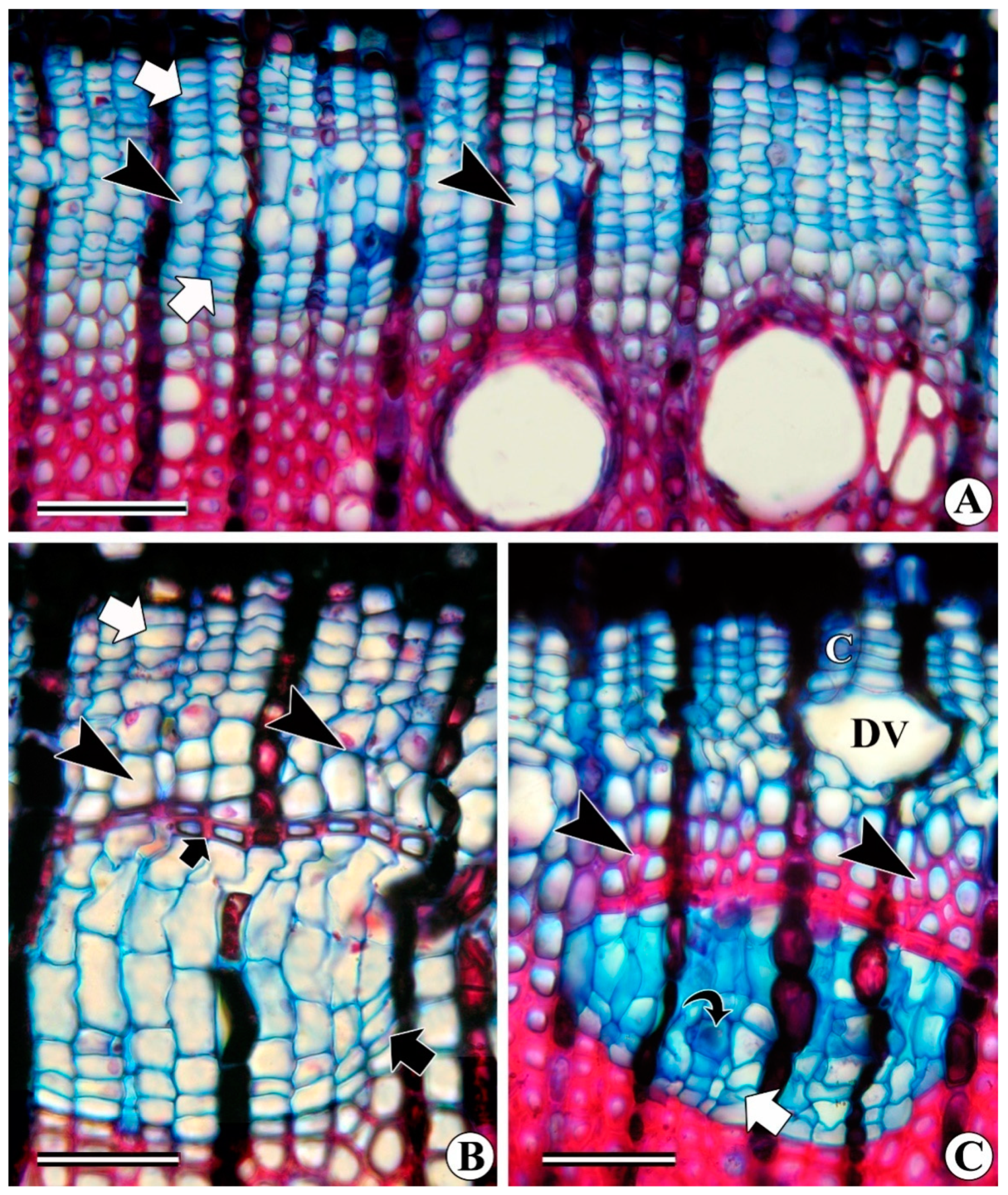 Forests 13 02174 g006 Forests 13 02174 g006