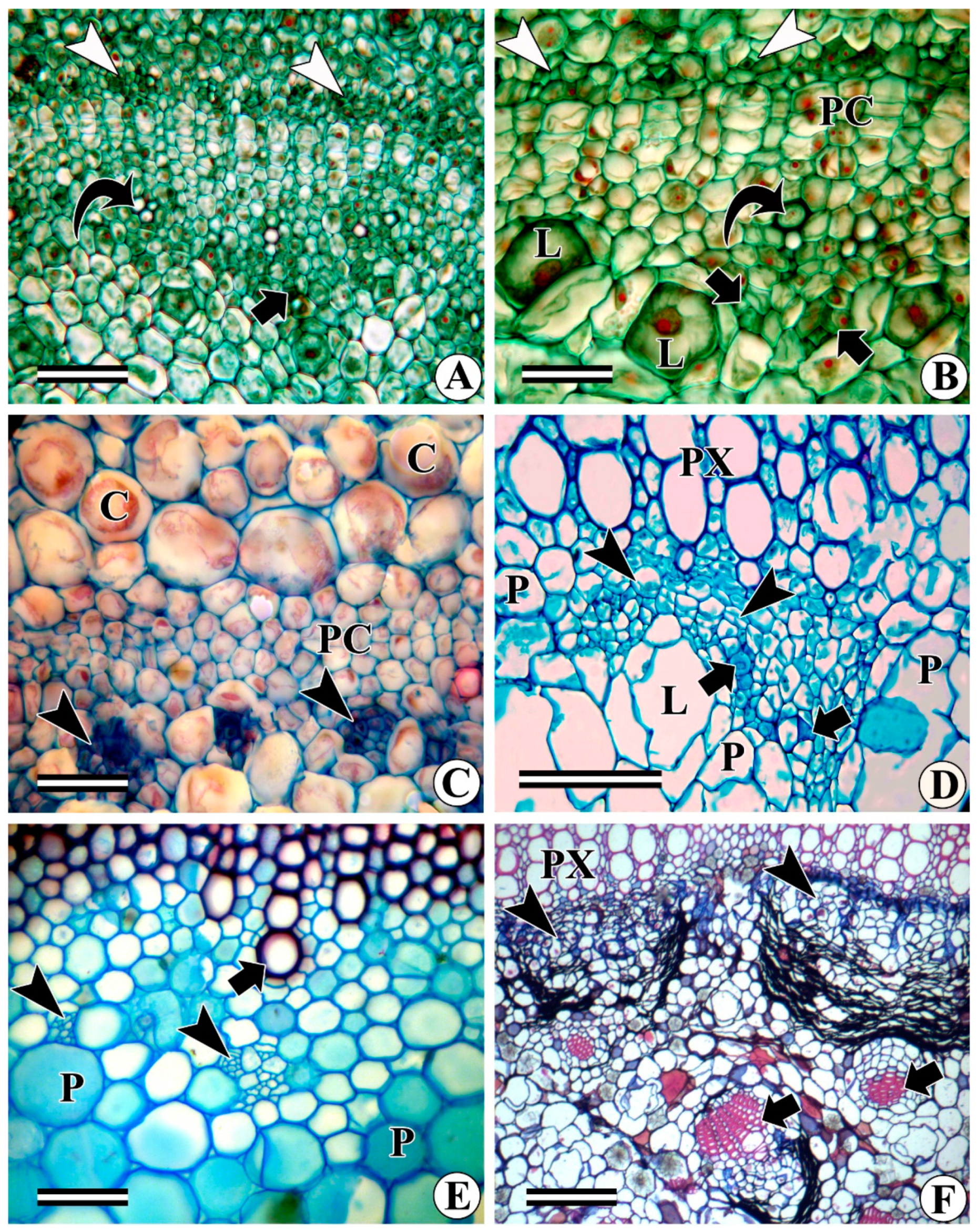 Forests 13 02174 g008 Forests 13 02174 g008