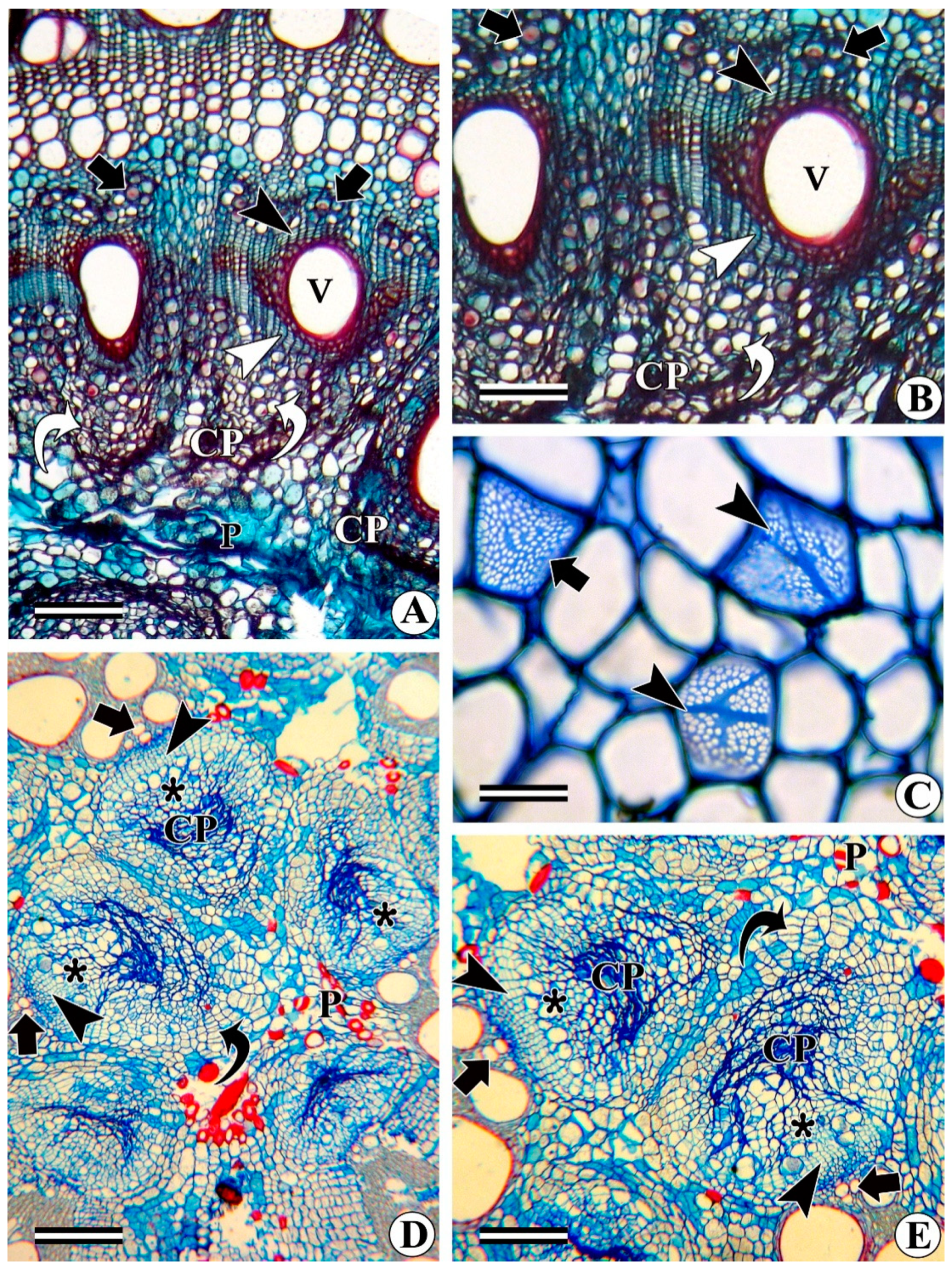 Forests 13 02174 g012 Forests 13 02174 g012