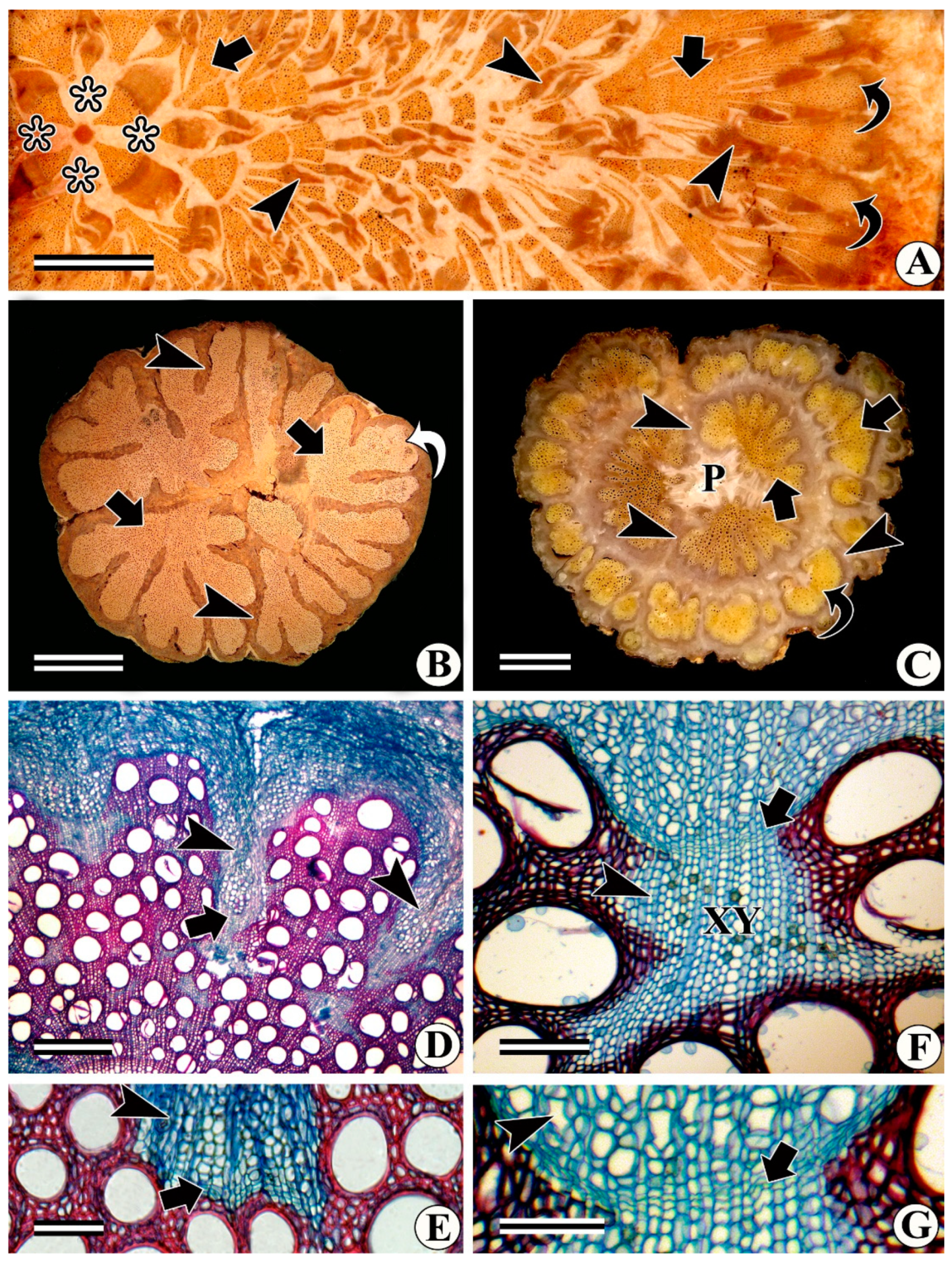 Forests 13 02174 g017 Forests 13 02174 g017