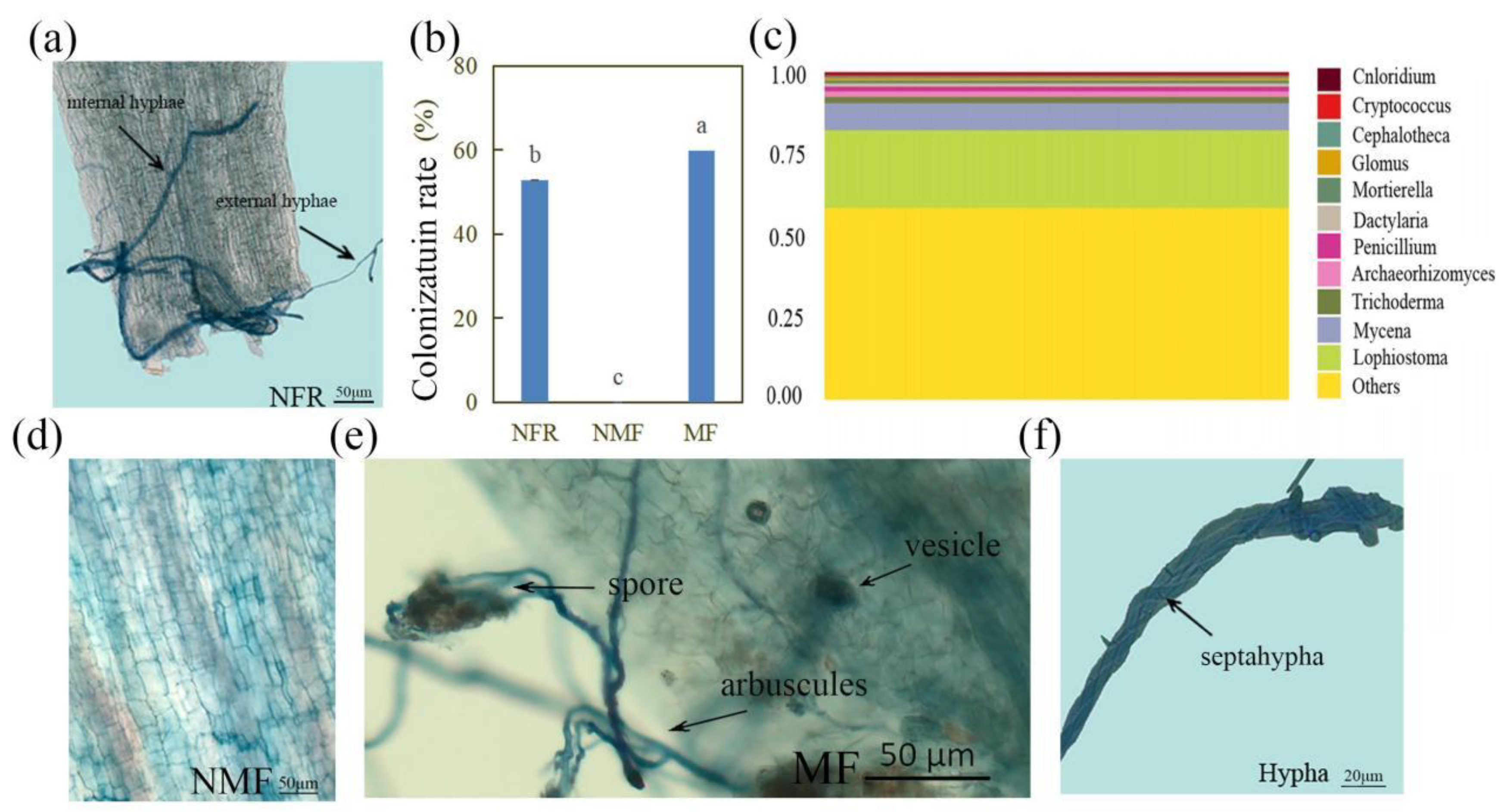 Forests 13 02188 g001 Forests 13 02188 g001