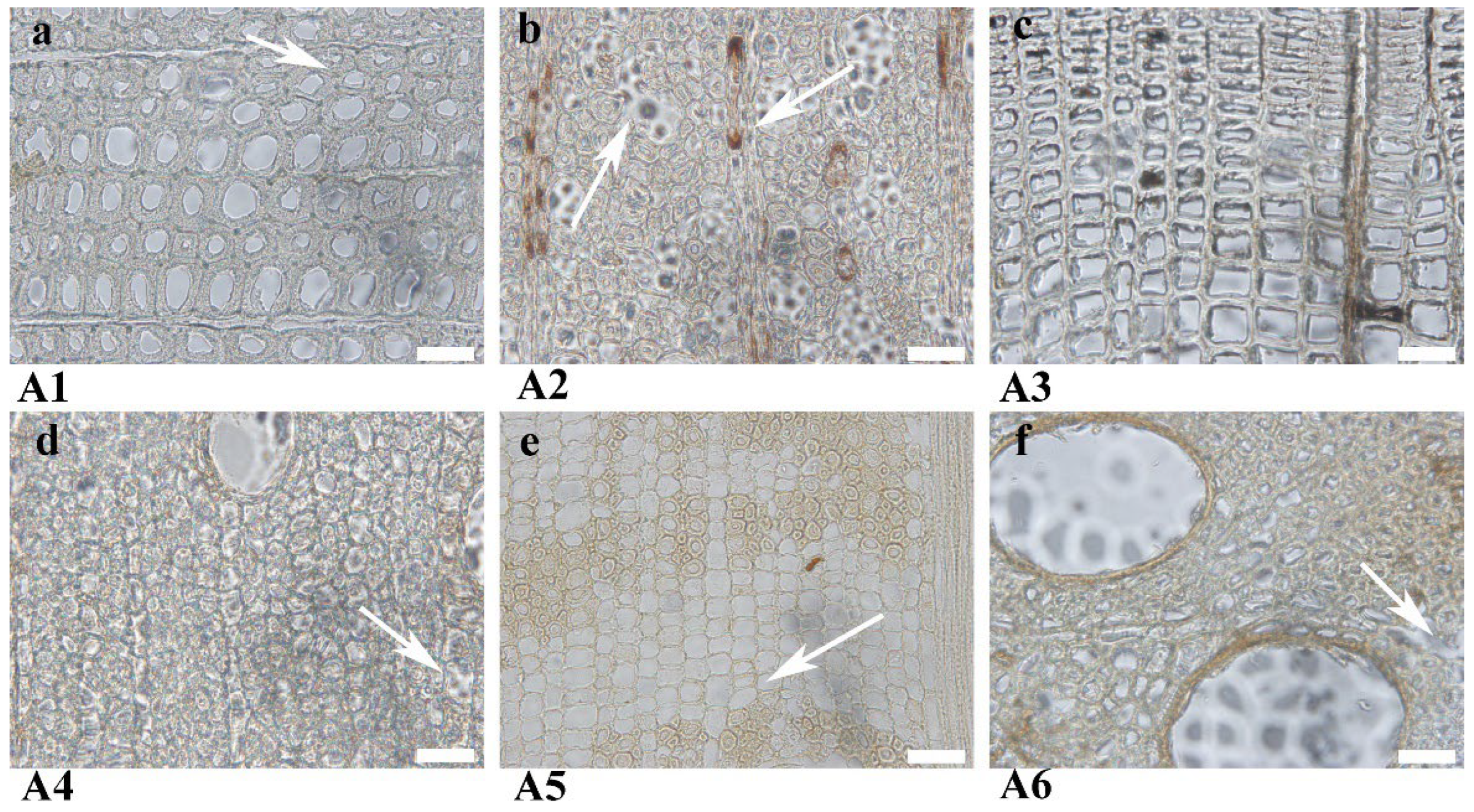 Forests 14 00009 g005