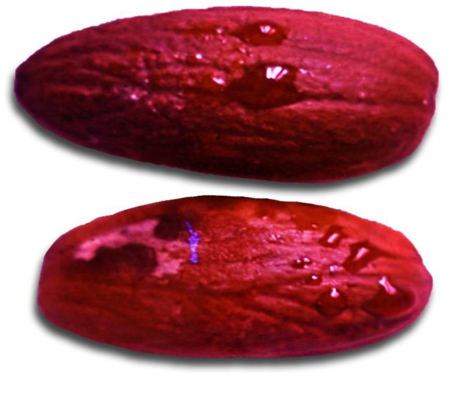 Forests 14 00014 g001