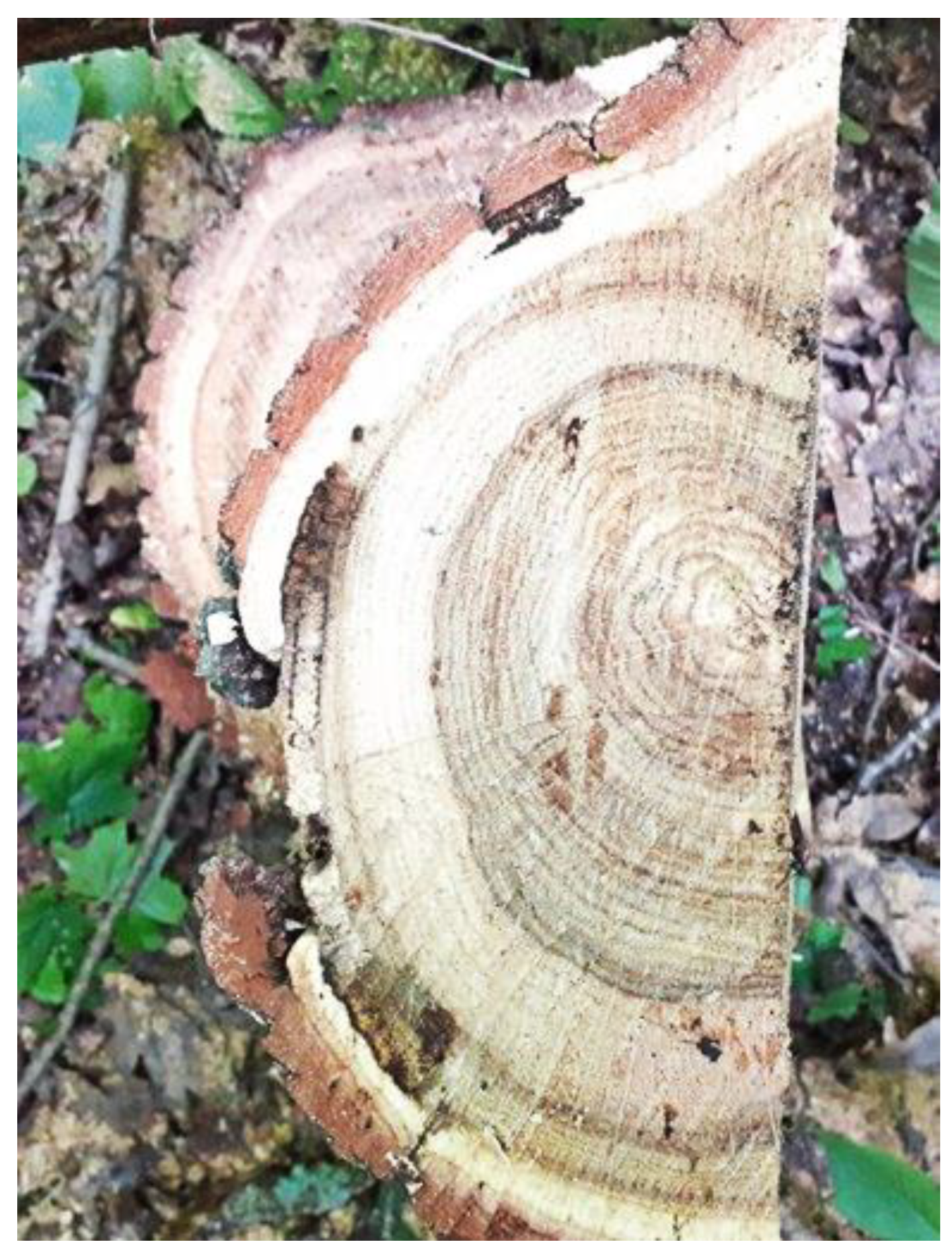 Forests 14 00014 g002