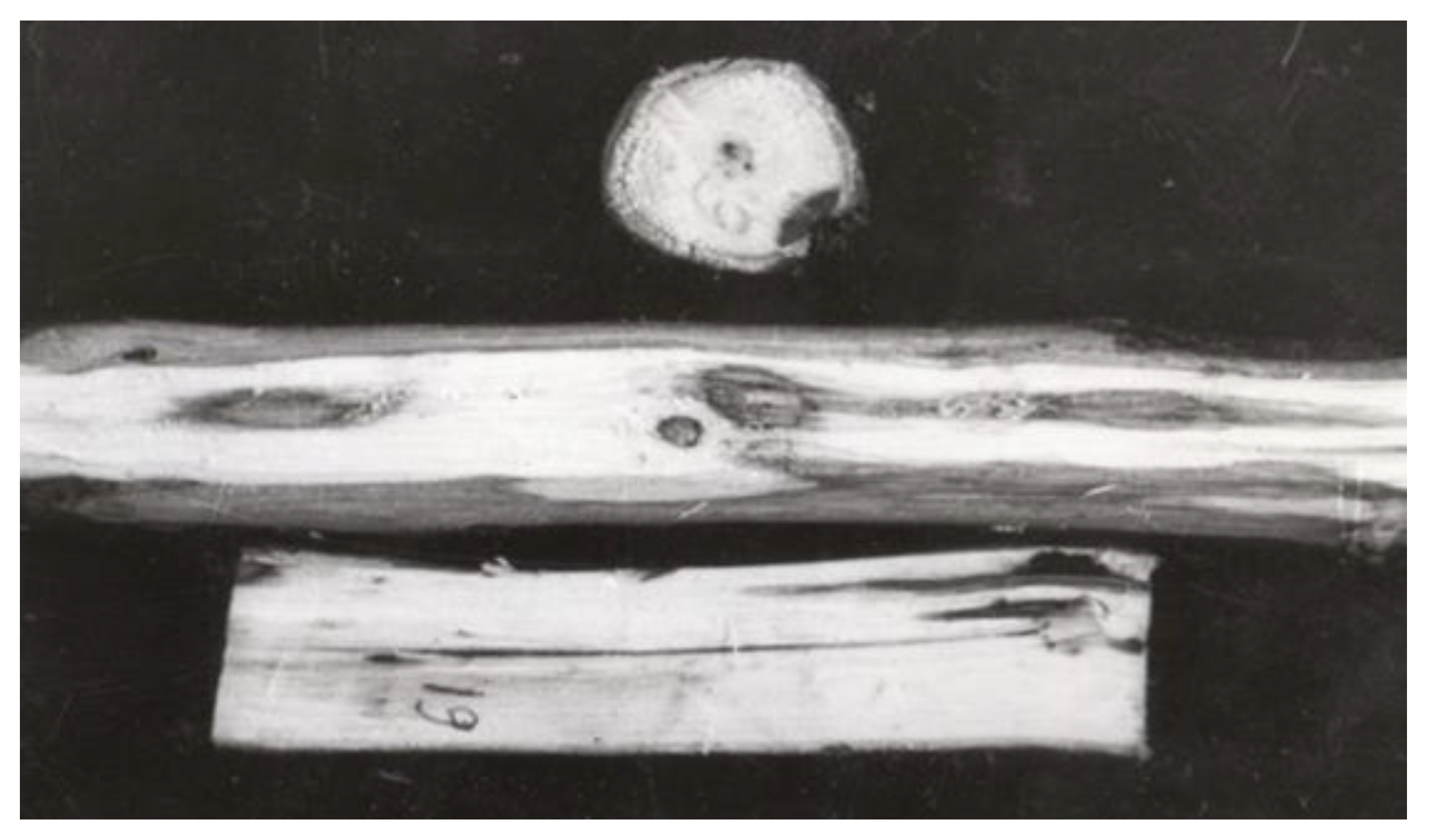 Forests 14 00014 g005