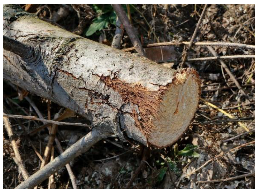 Forests 14 00020 g003 Forests 14 00020 g003