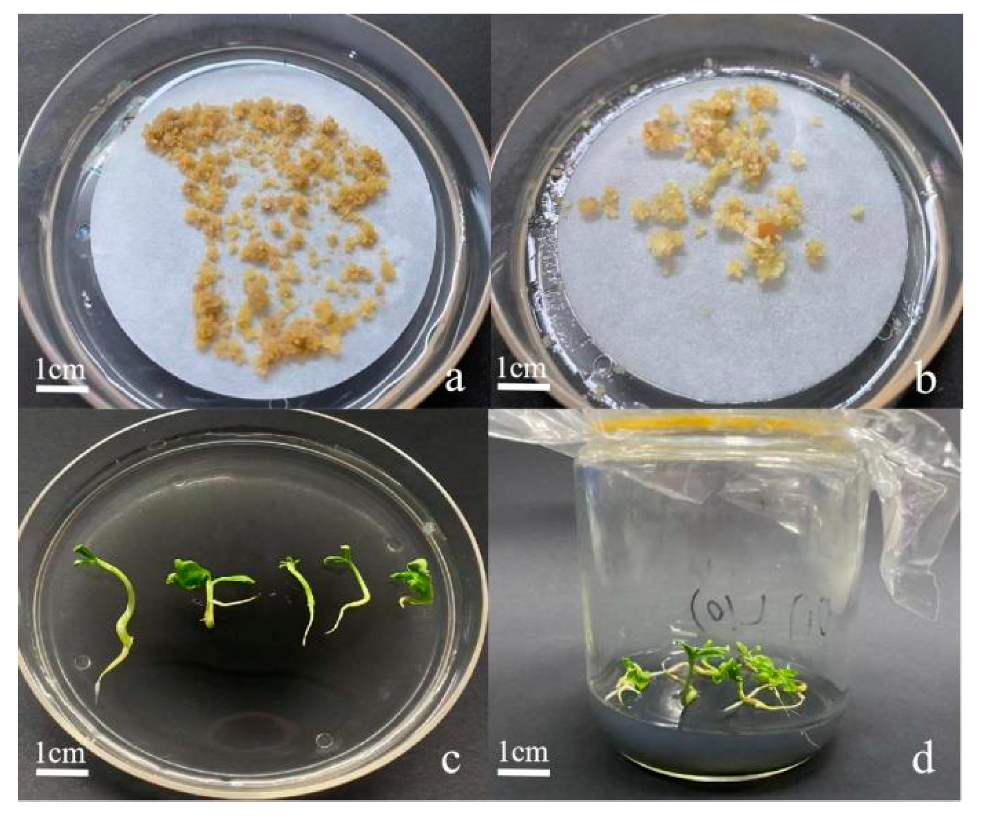 Forests 14 00028 g007