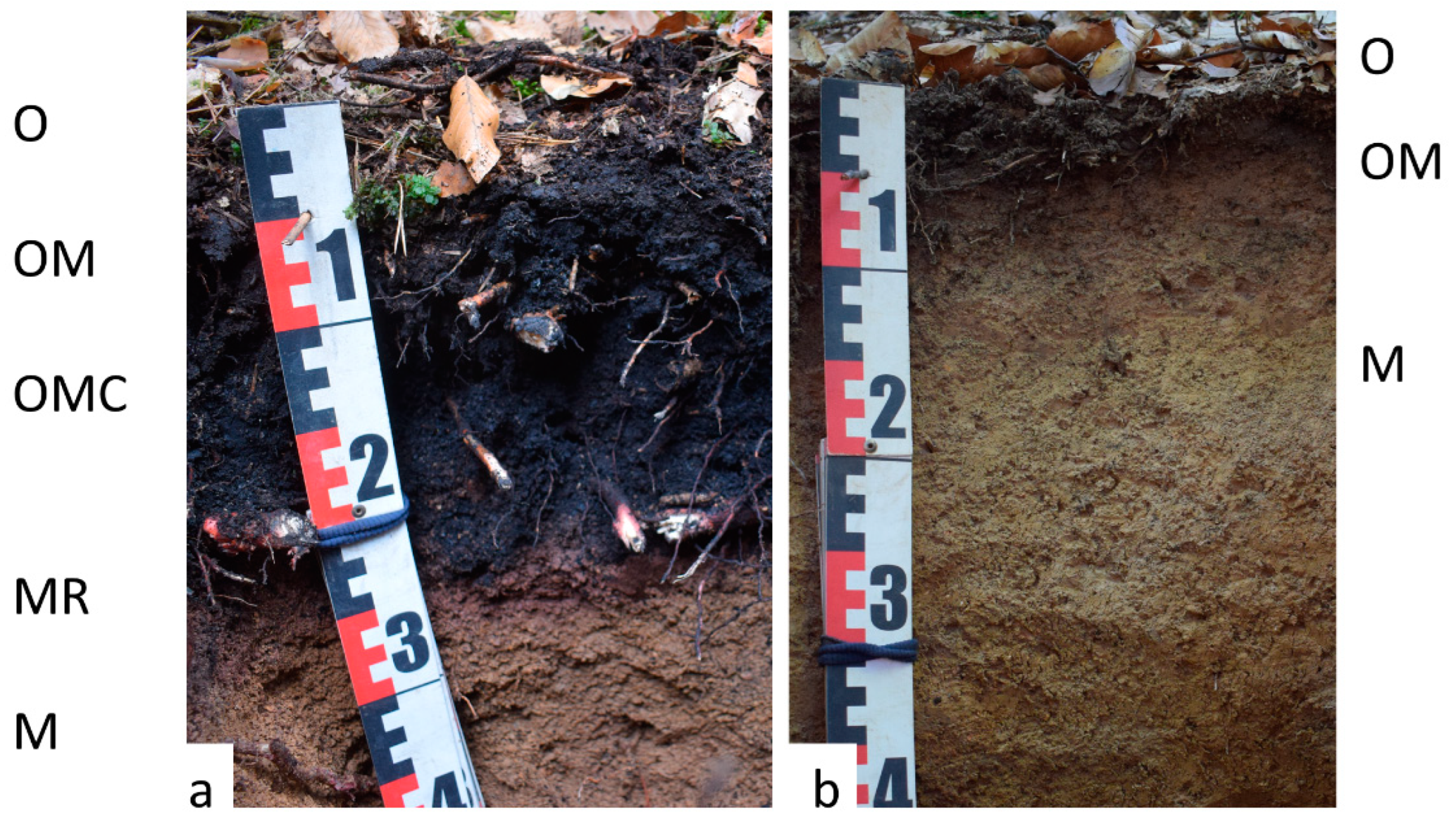 Forests 14 00029 g002 Forests 14 00029 g002