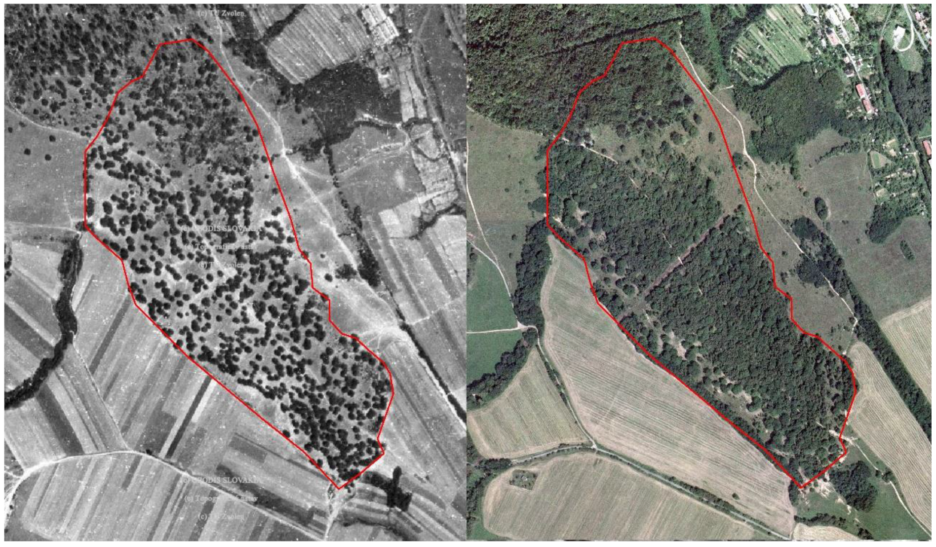 Forests 14 00068 g005