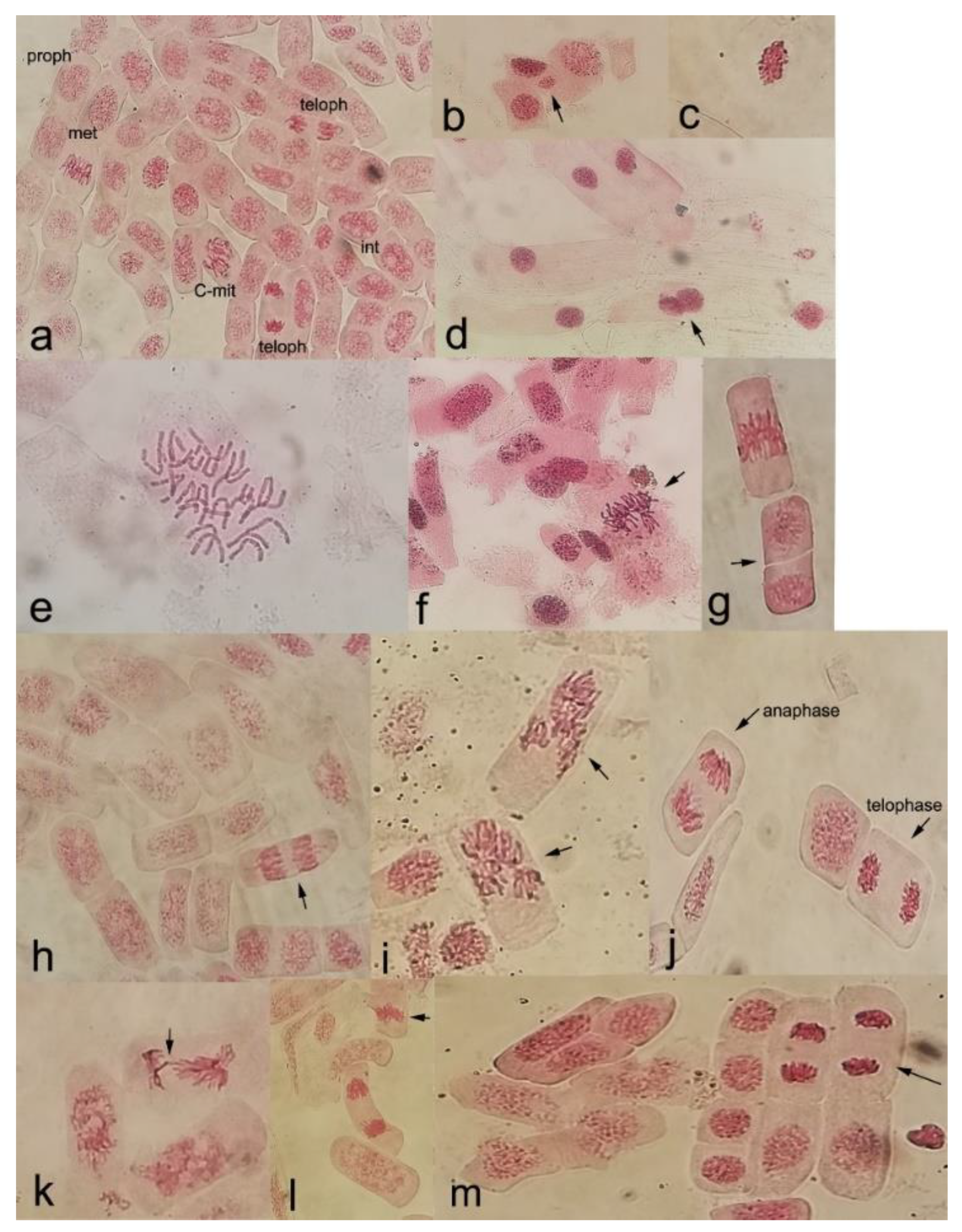 Forests 14 00078 g004 Forests 14 00078 g004