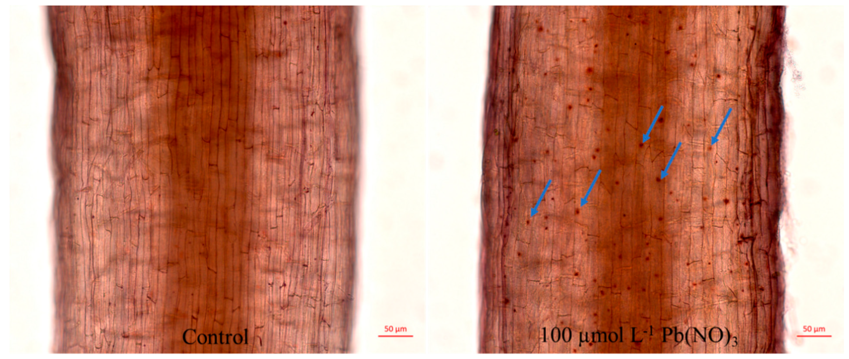 Forests 14 00090 g007 Forests 14 00090 g007