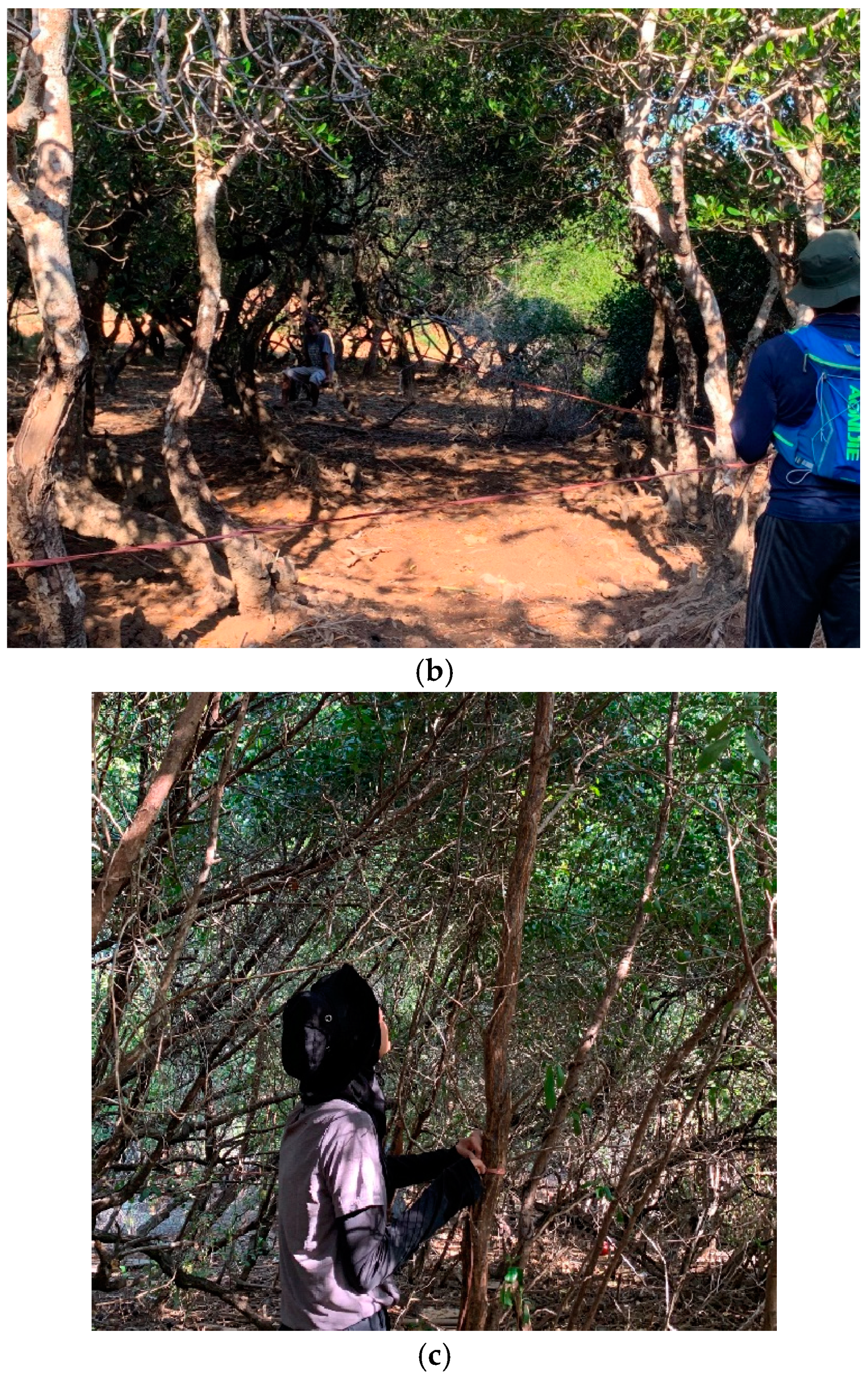 Forests 14 00094 g001b Forests 14 00094 g001b