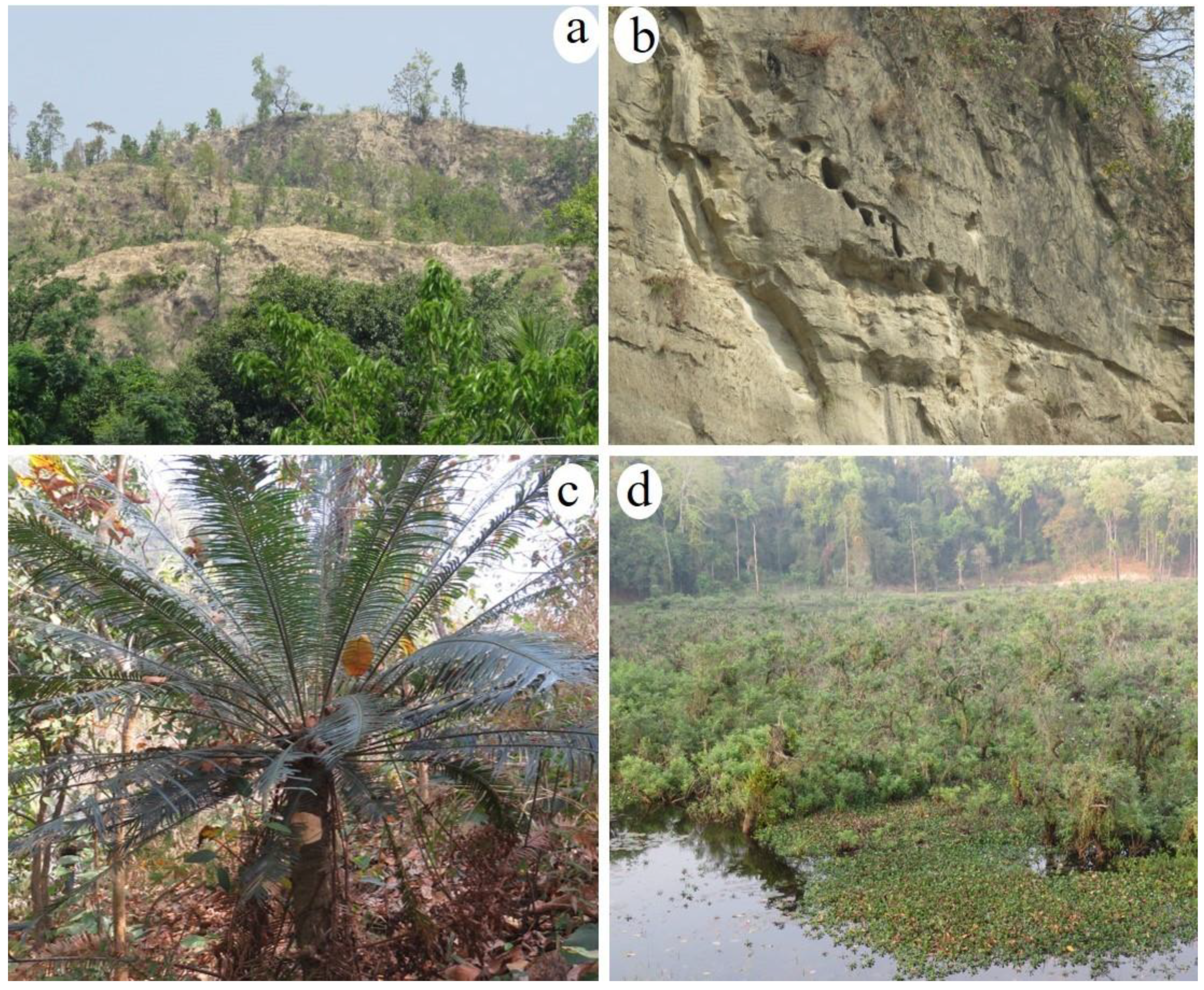 Forests 14 00100 g005