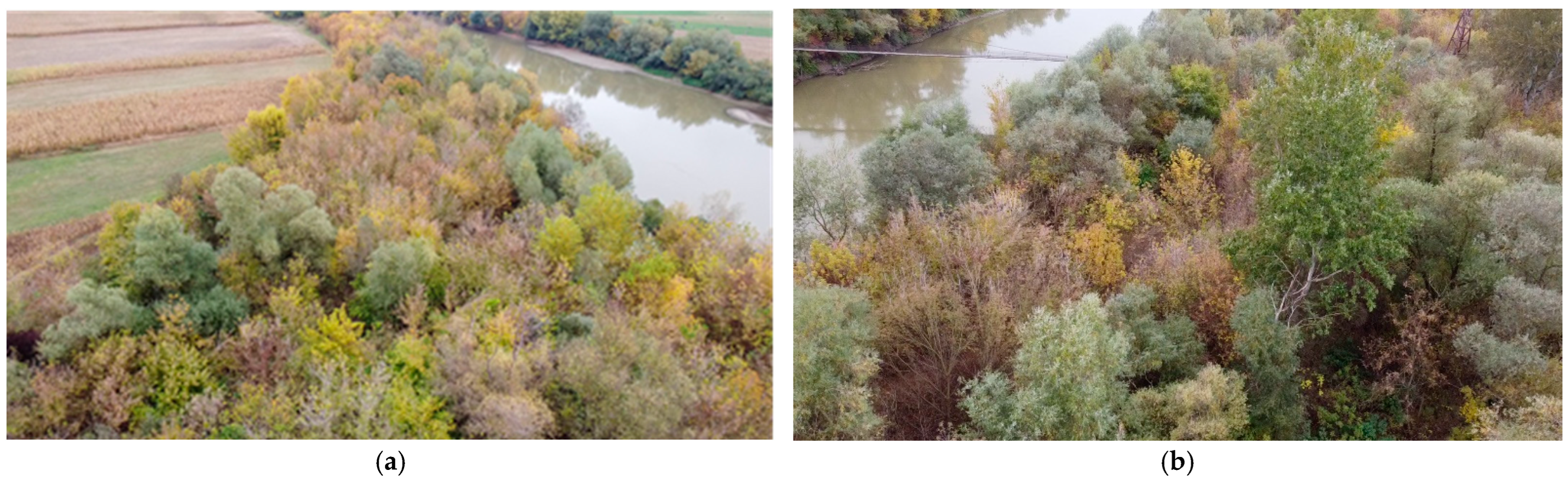 Forests 14 00112 g003 Forests 14 00112 g003