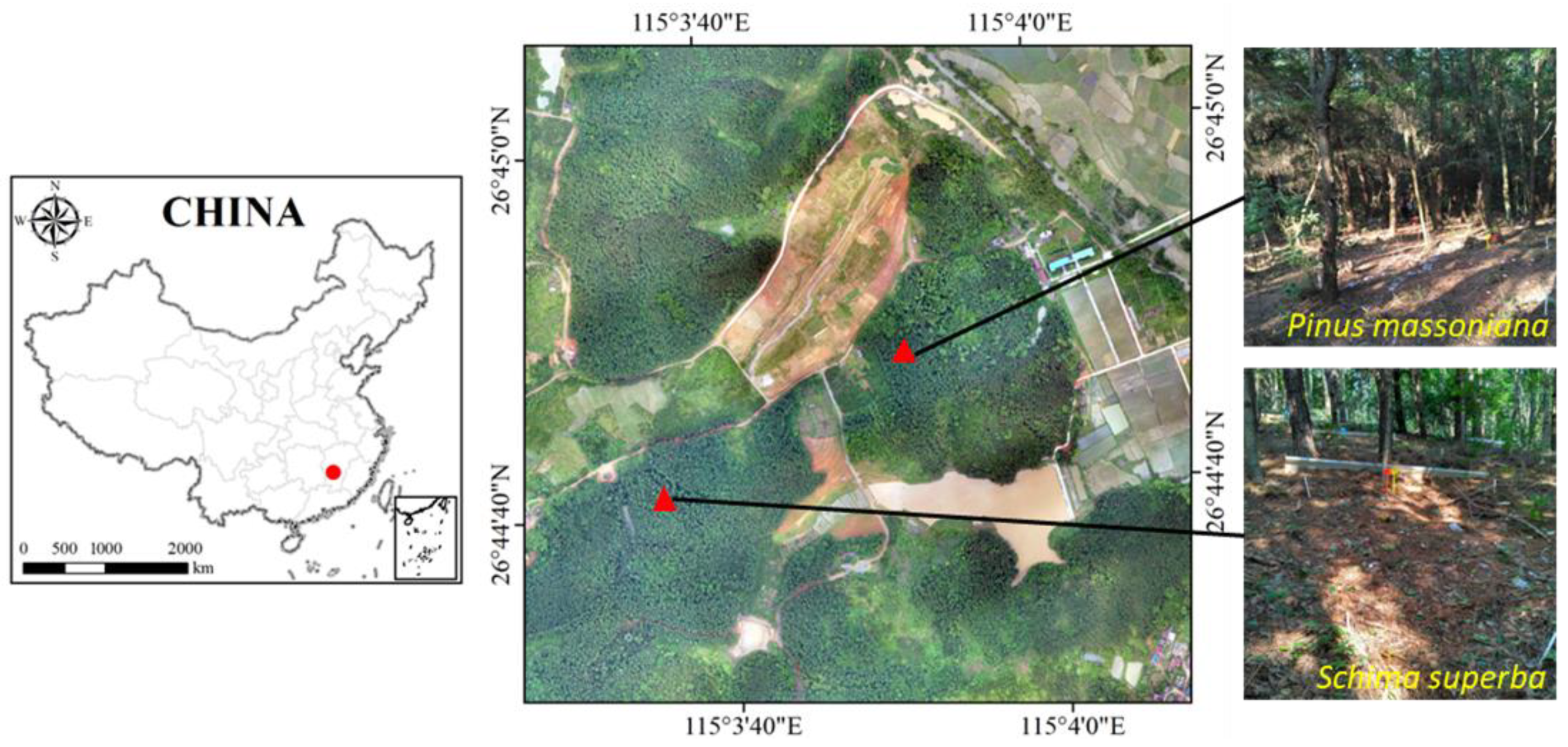 Forests 14 00130 g001 Forests 14 00130 g001