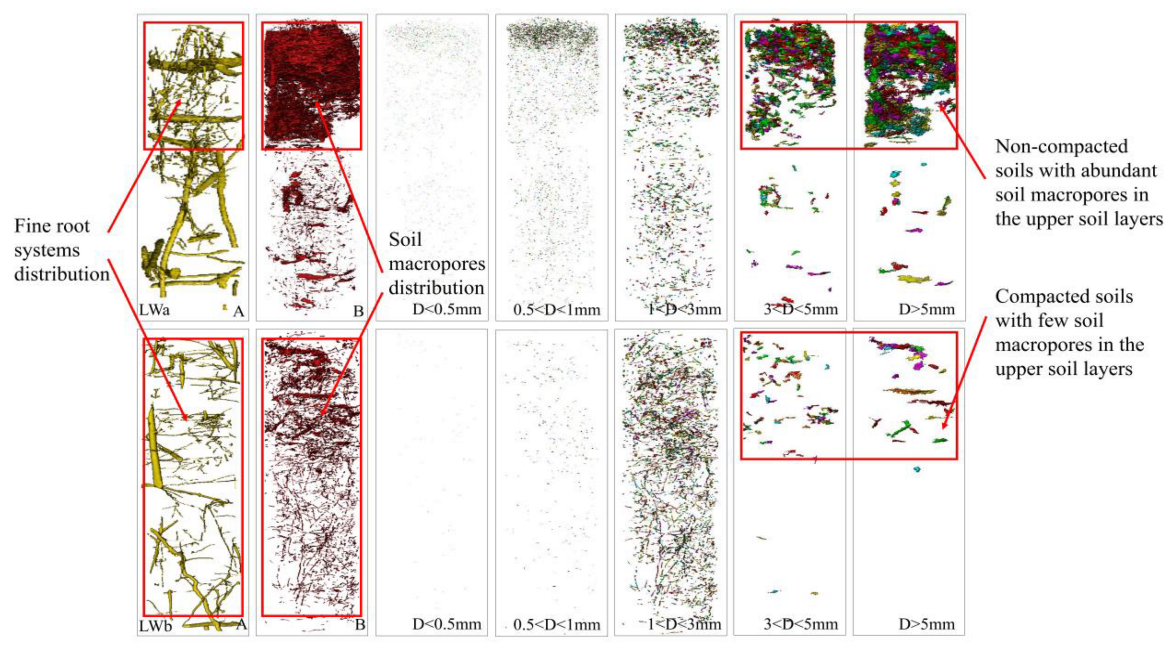 Forests Free FullText Quantification of Root Systems and Soil