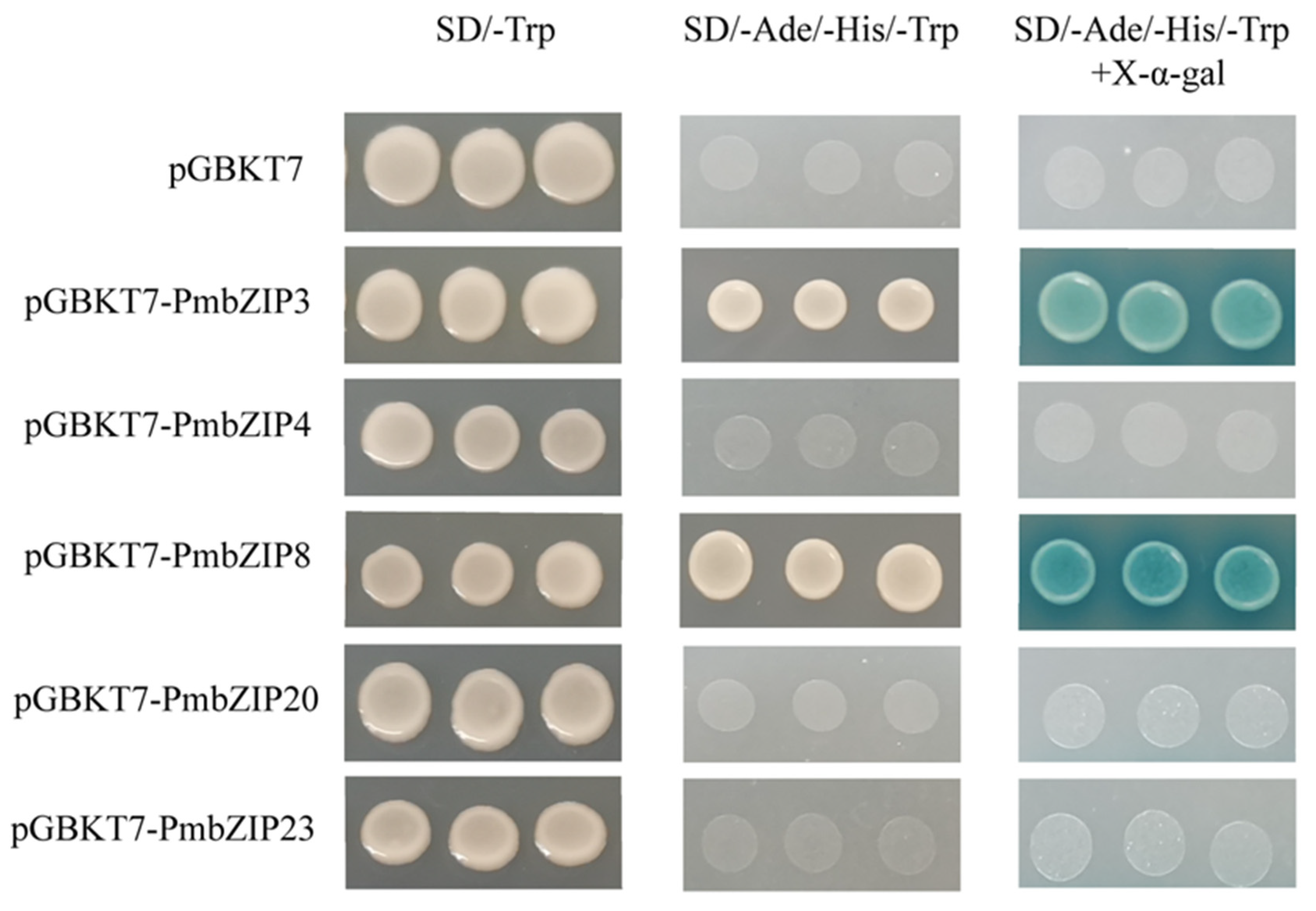 Forests 14 00155 g008 Forests 14 00155 g008