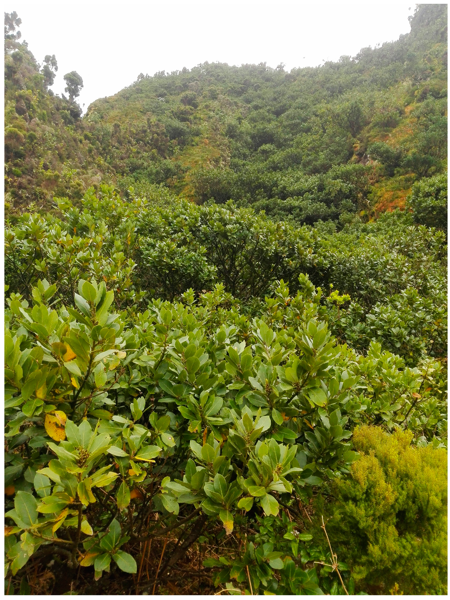 Forests 14 00166 g002 Forests 14 00166 g002