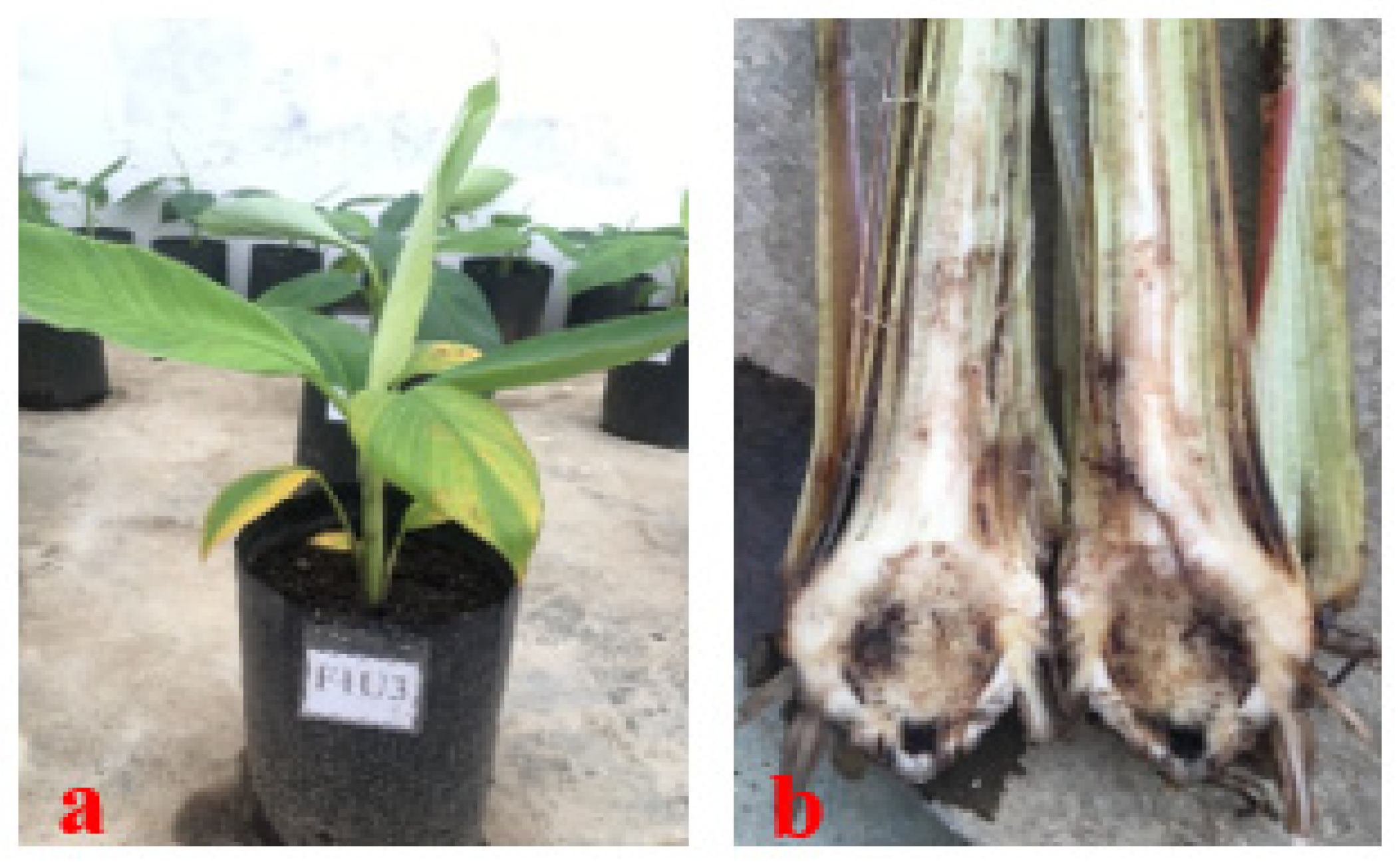 Forests 14 00167 g004 Forests 14 00167 g004