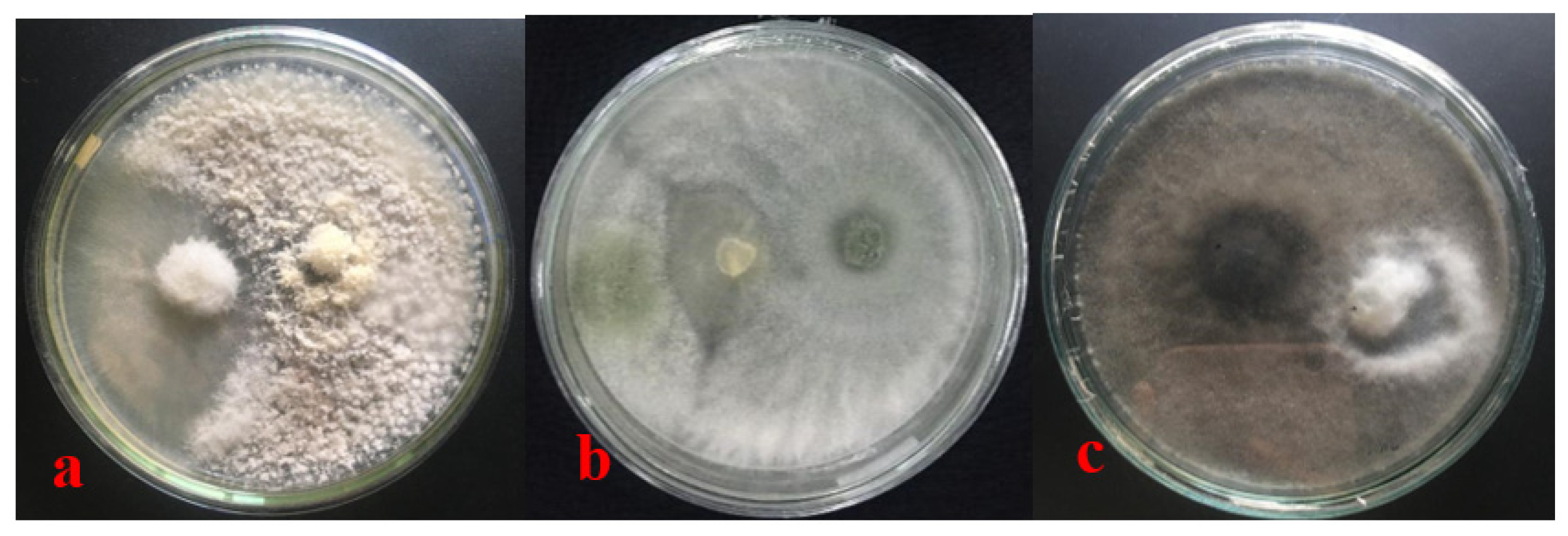 Forests 14 00167 g005 Forests 14 00167 g005