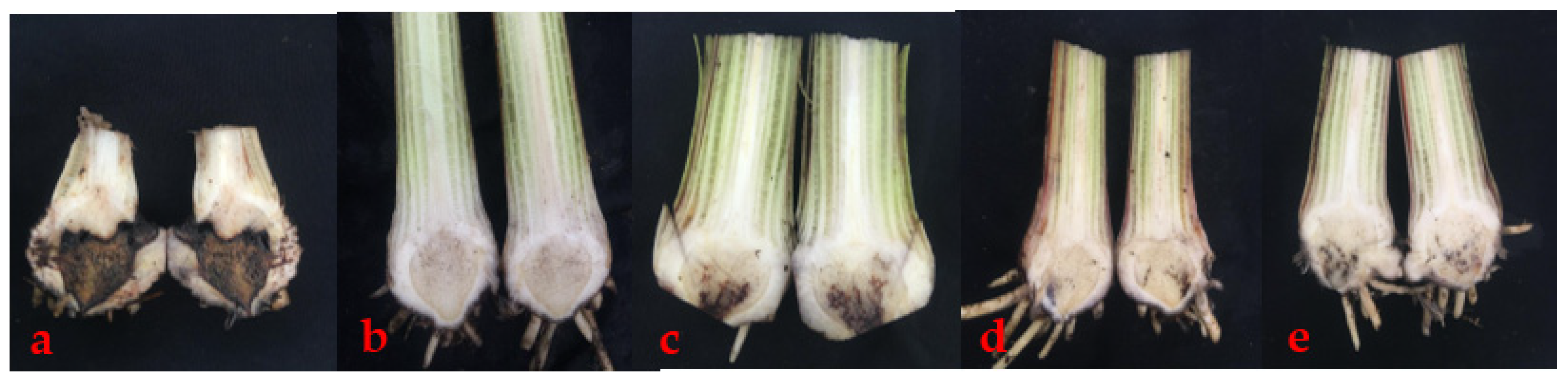 Forests 14 00167 g006 Forests 14 00167 g006