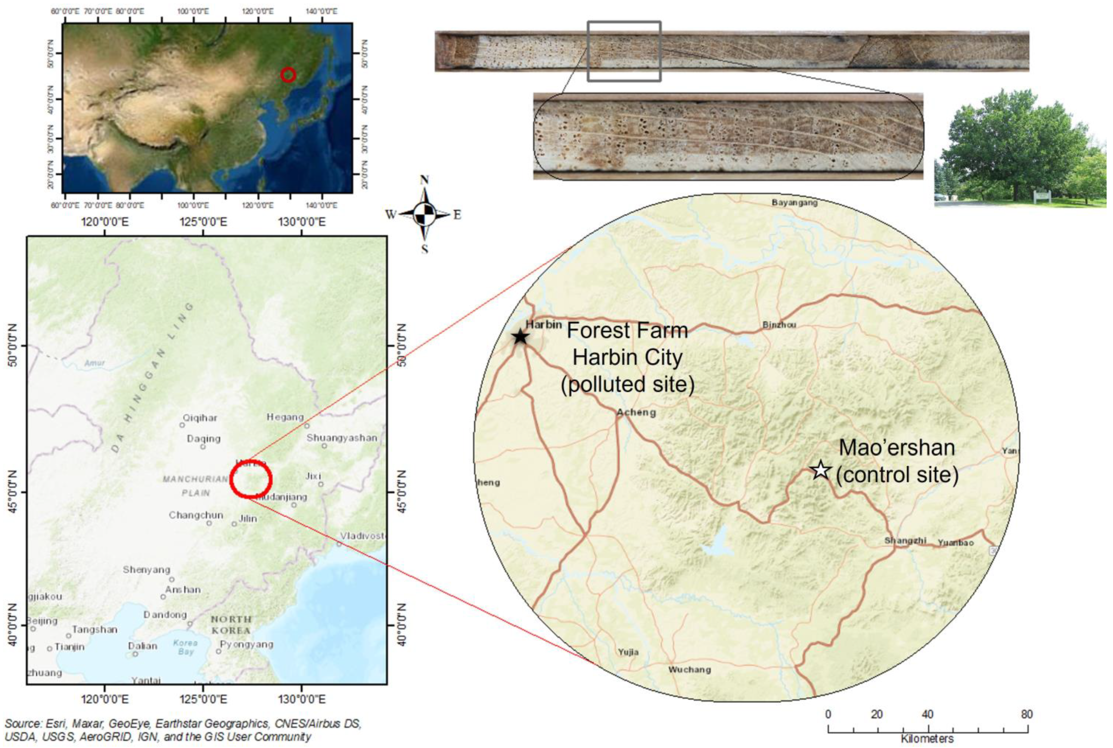 Forests 14 00187 g001 Forests 14 00187 g001