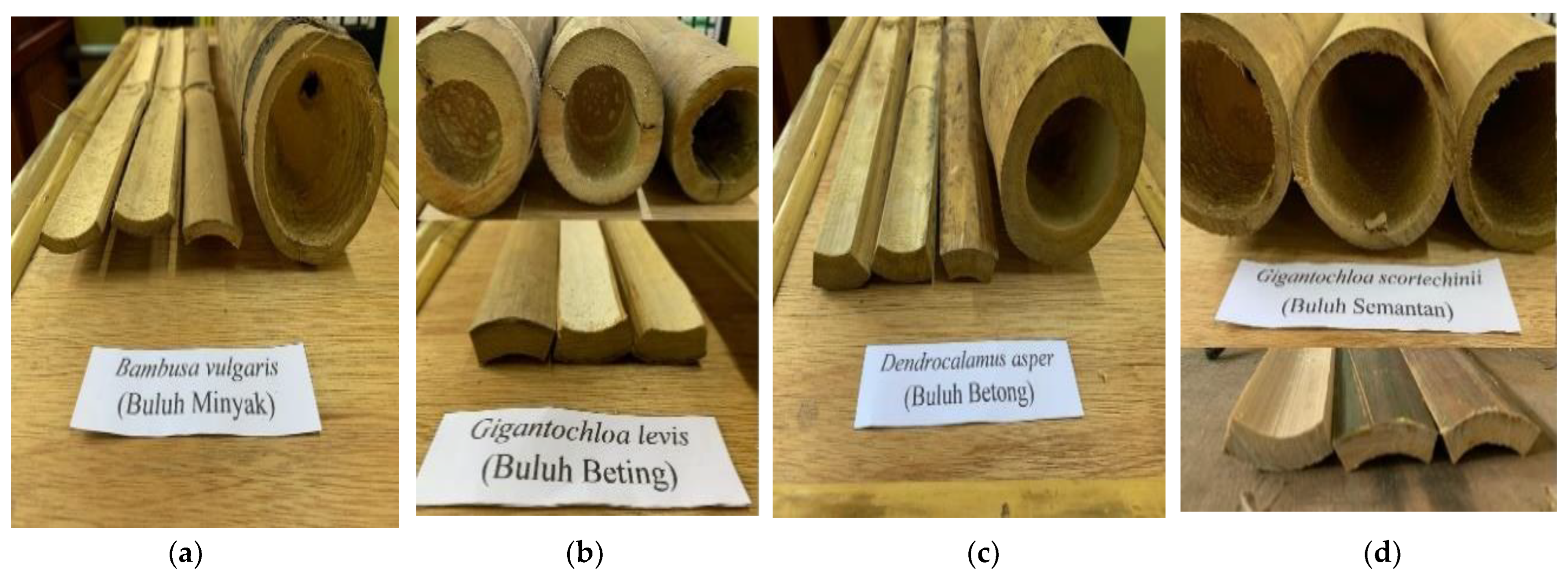 Forests 14 00196 g001