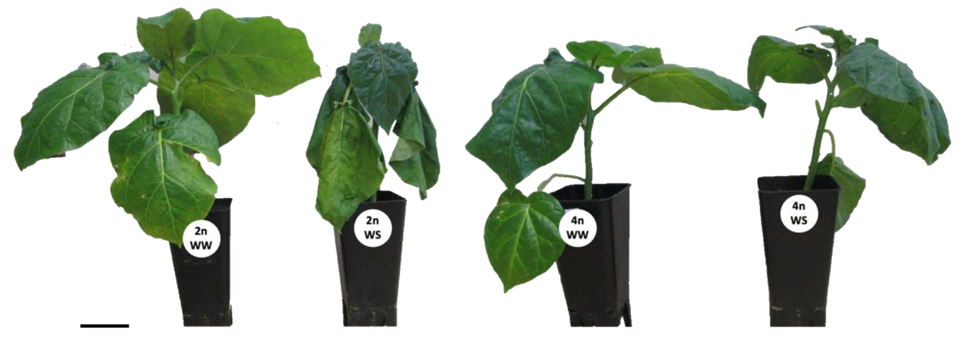 Forests 14 00208 g002 Forests 14 00208 g002