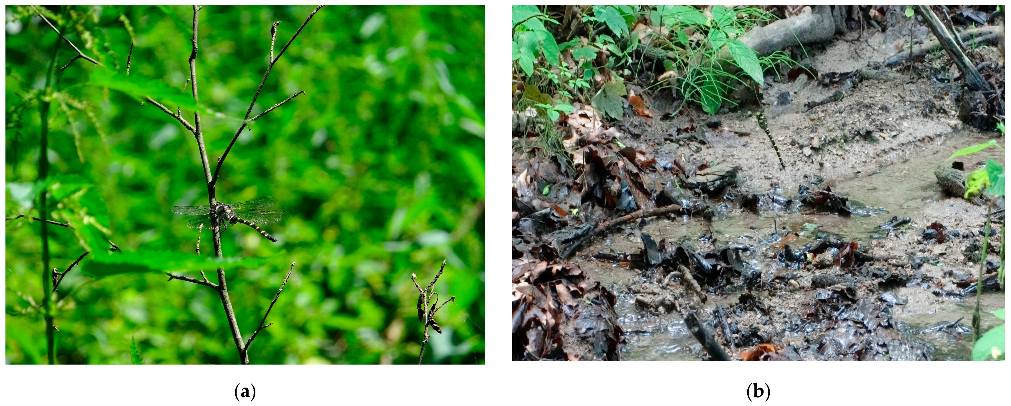 Forests 14 00228 g001 Forests 14 00228 g001