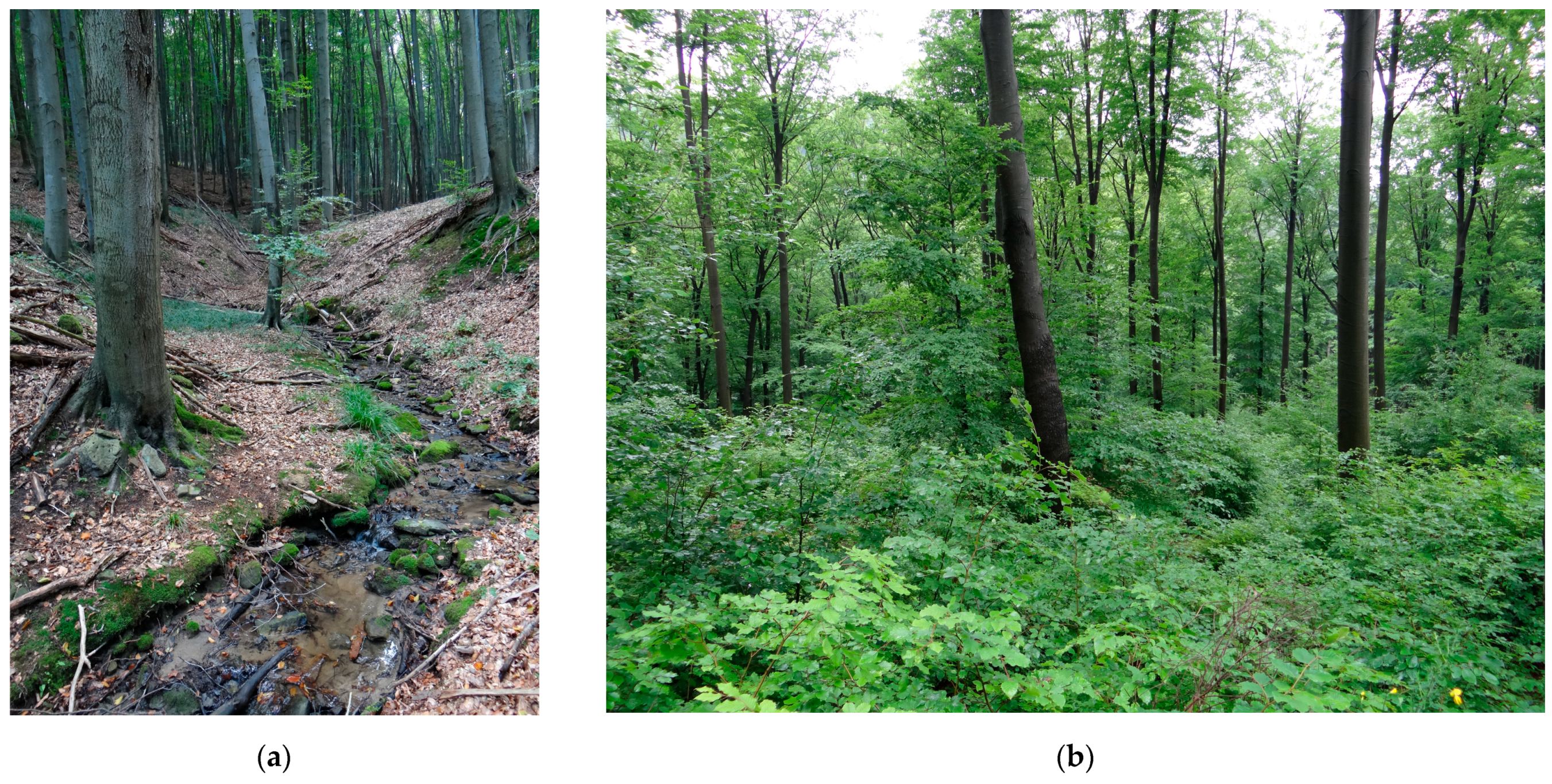 Forests 14 00228 g005 Forests 14 00228 g005