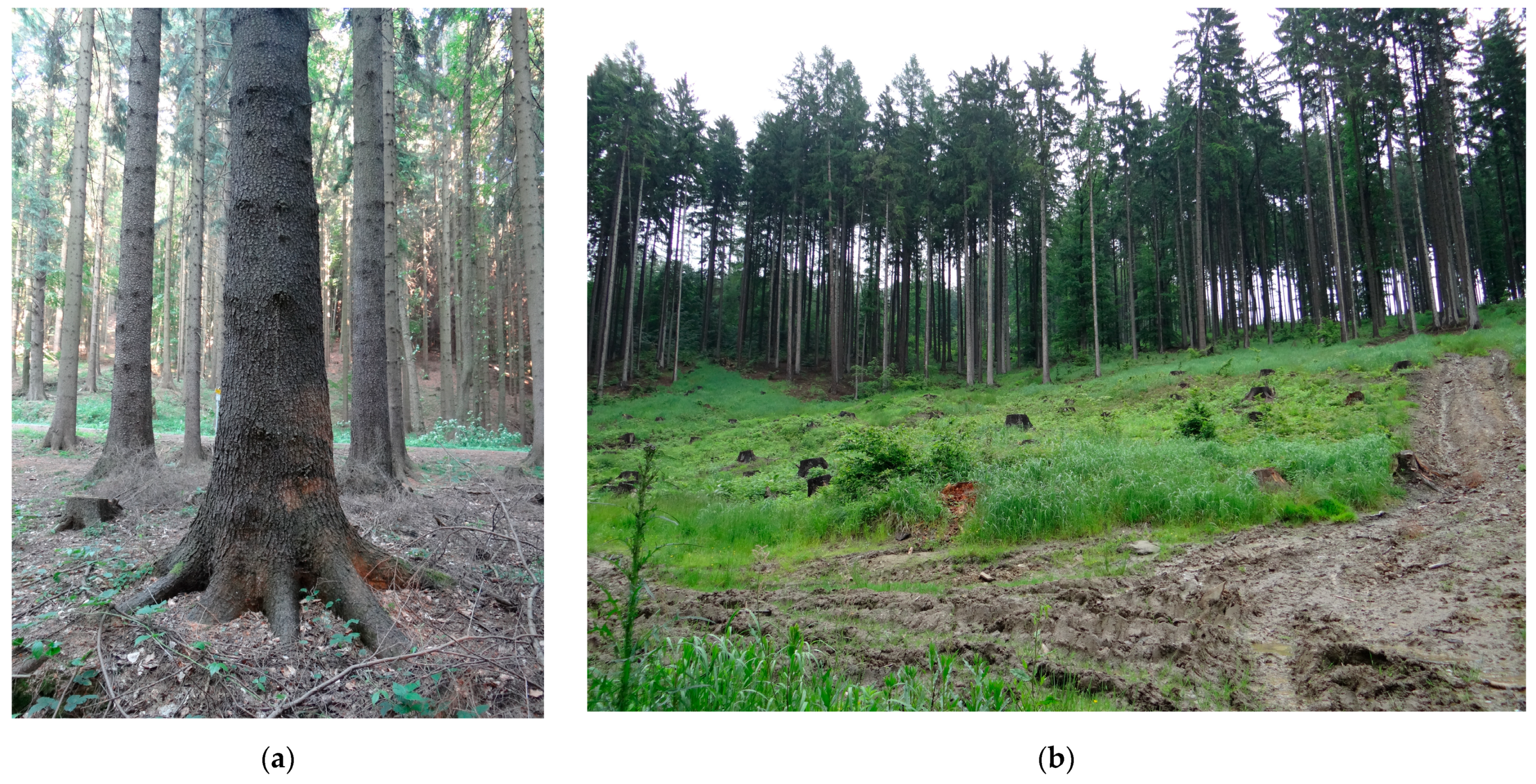 Forests 14 00228 g007 Forests 14 00228 g007