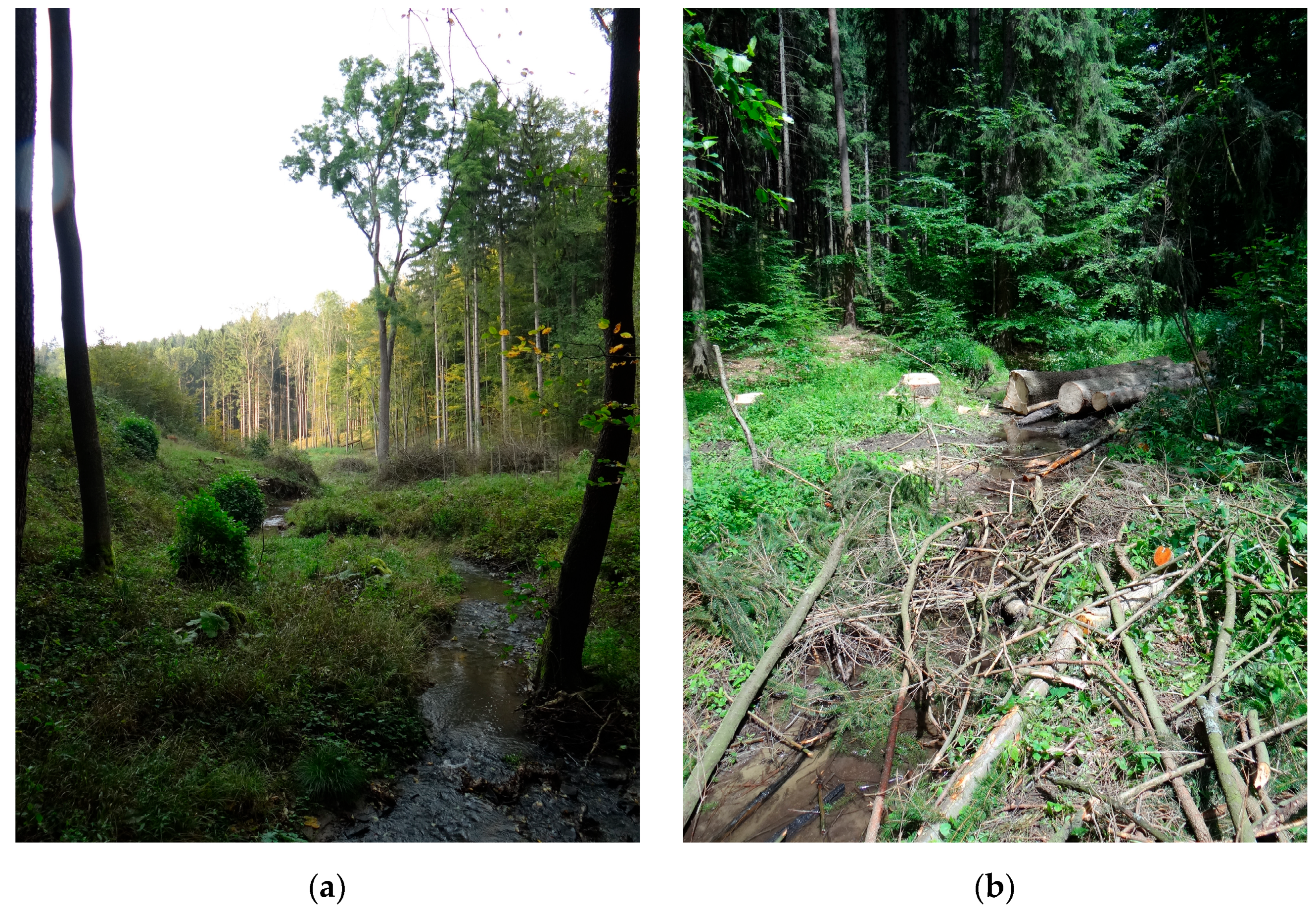 Forests 14 00228 g008 Forests 14 00228 g008