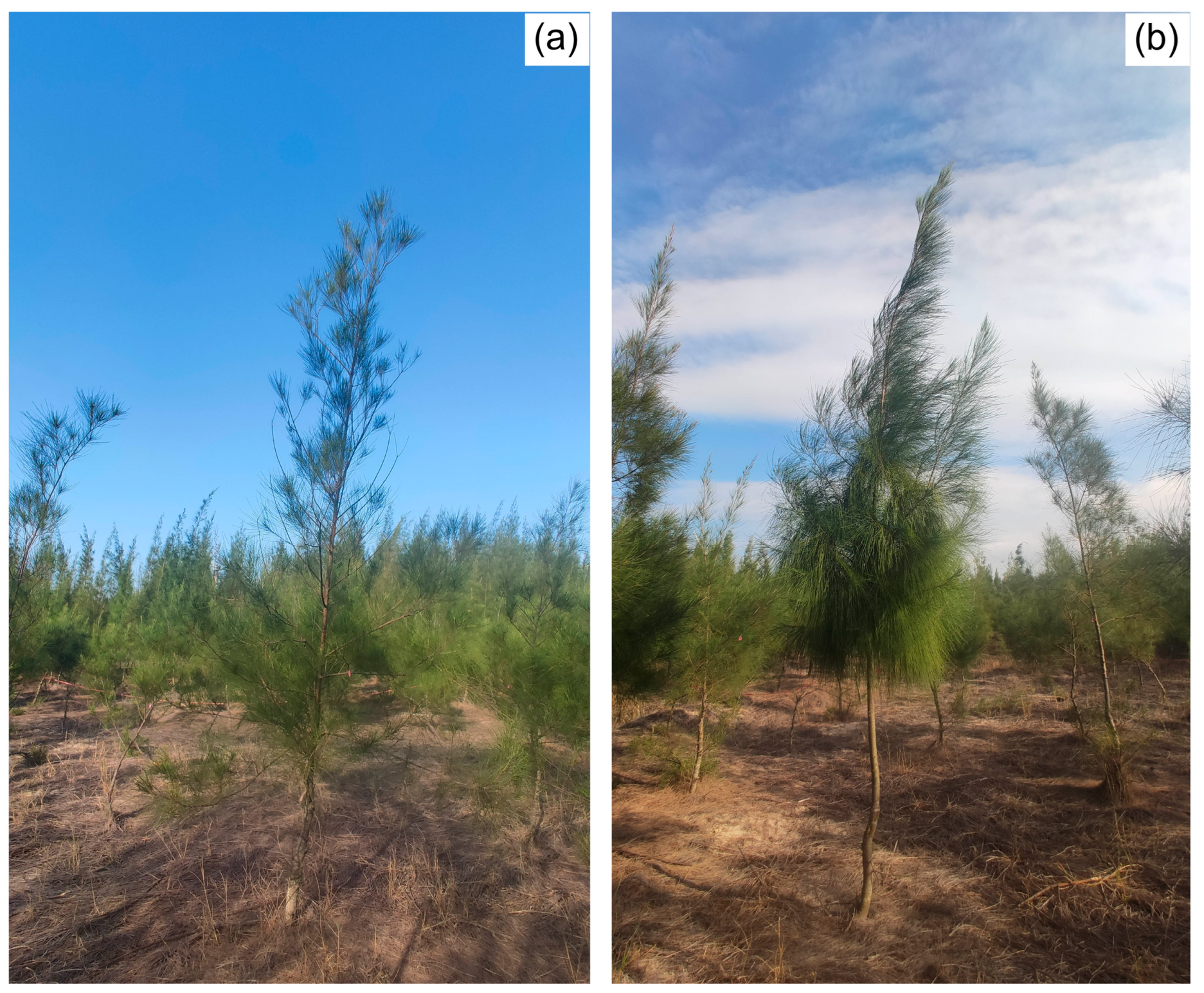 Forests 14 00233 g007