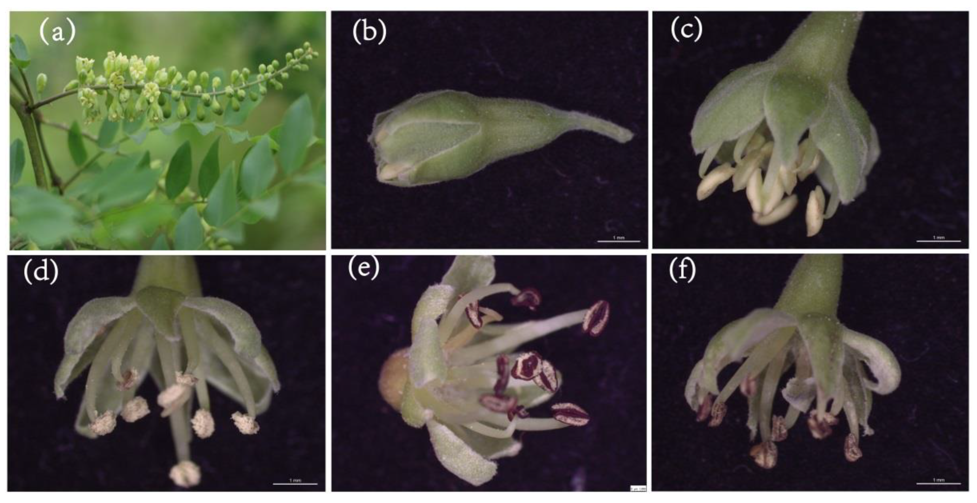 Forests 14 00243 g001 Forests 14 00243 g001