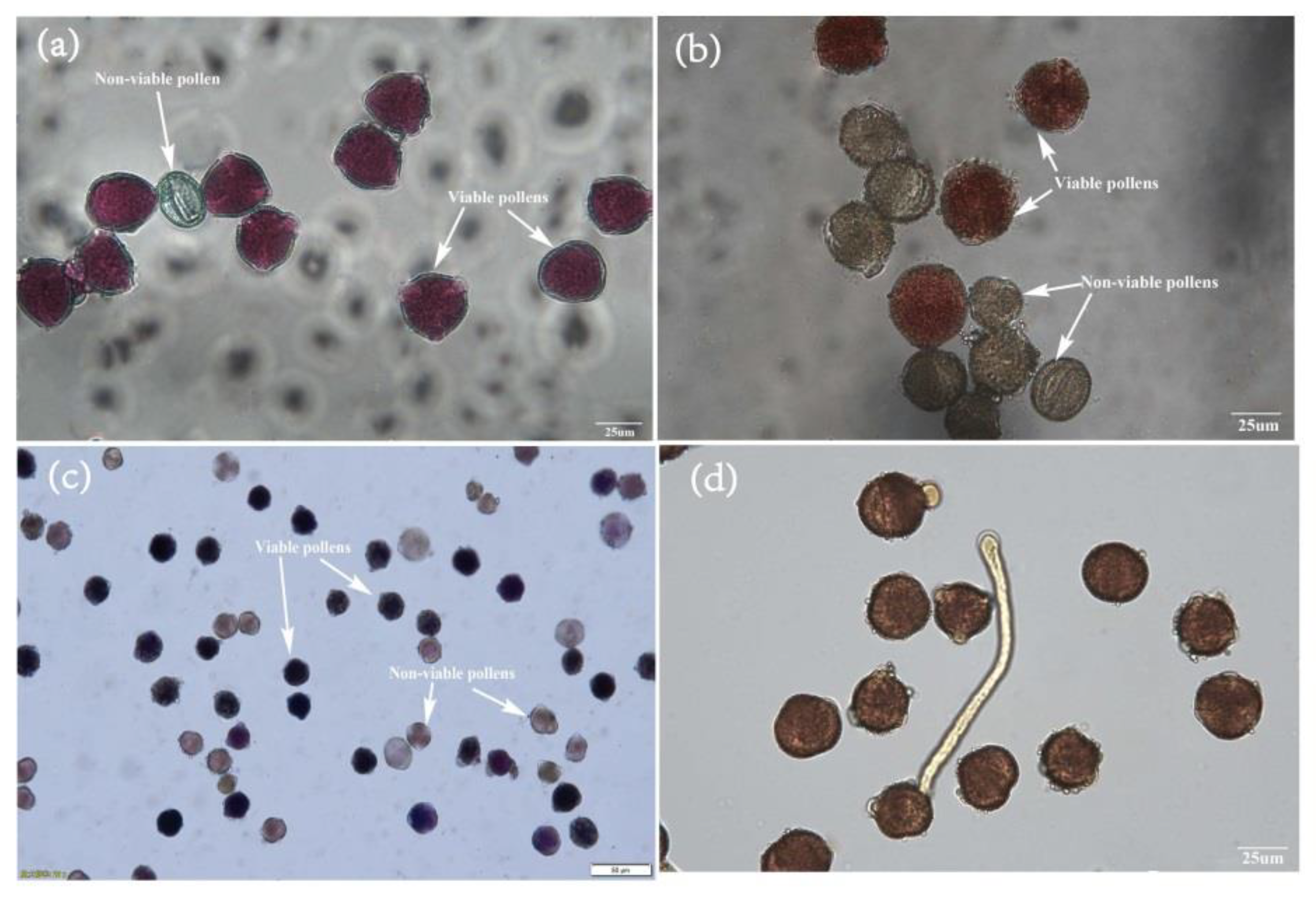 Forests 14 00243 g006 Forests 14 00243 g006
