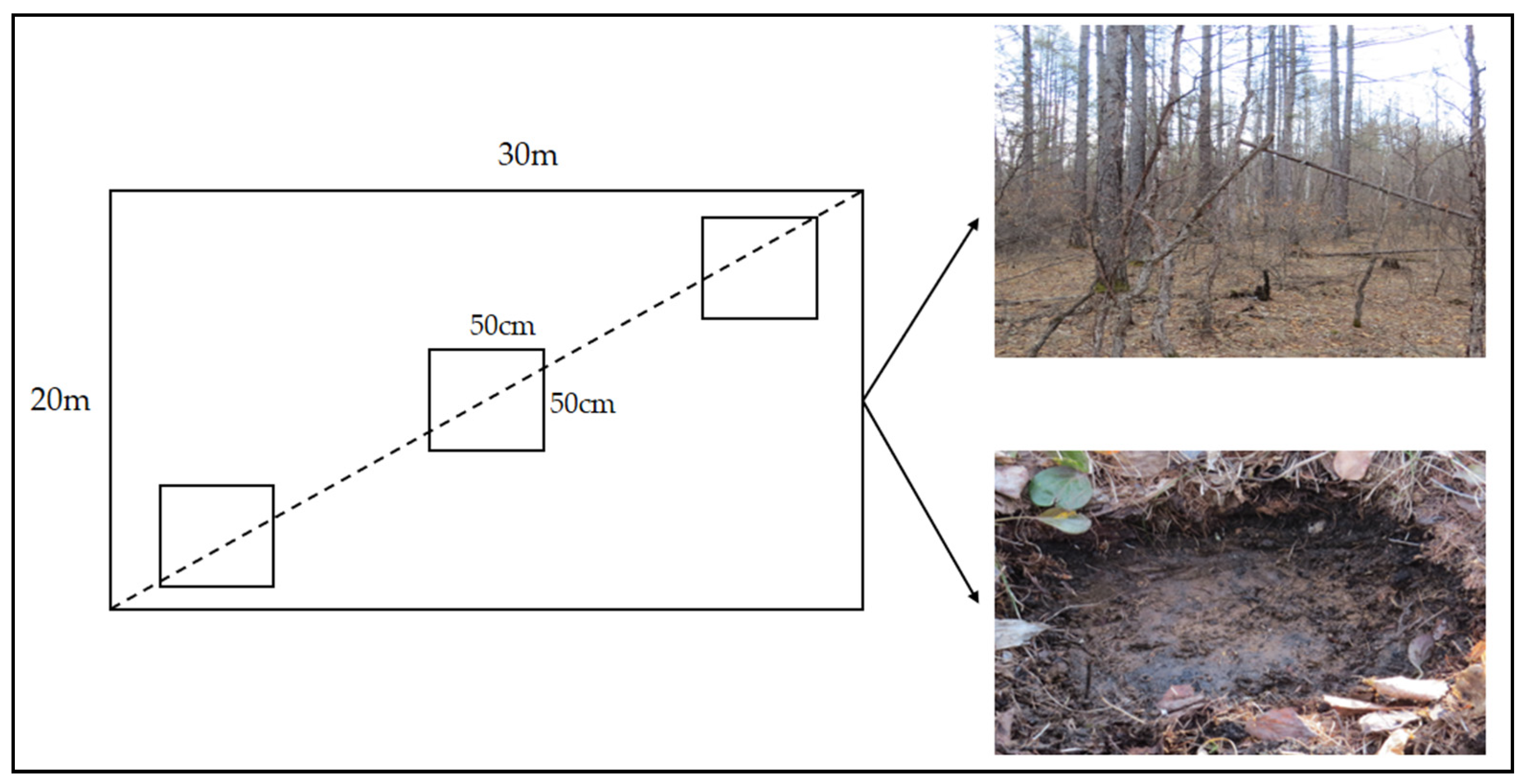 Forests 14 00252 g001