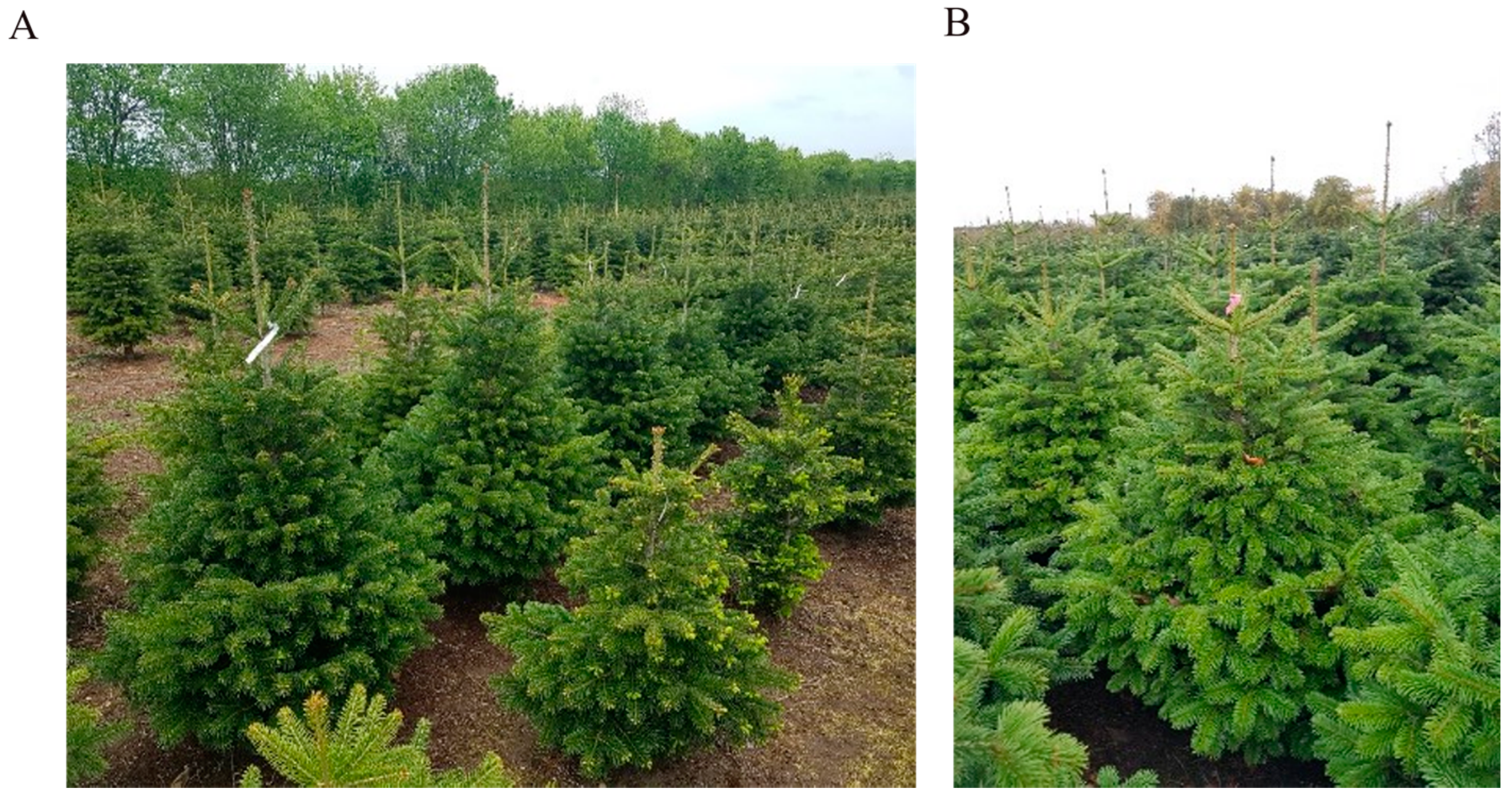 Forests 14 00279 g006 Forests 14 00279 g006