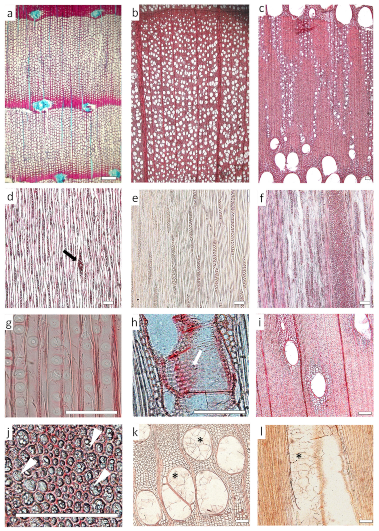 Forests 14 00283 g008 Forests 14 00283 g008