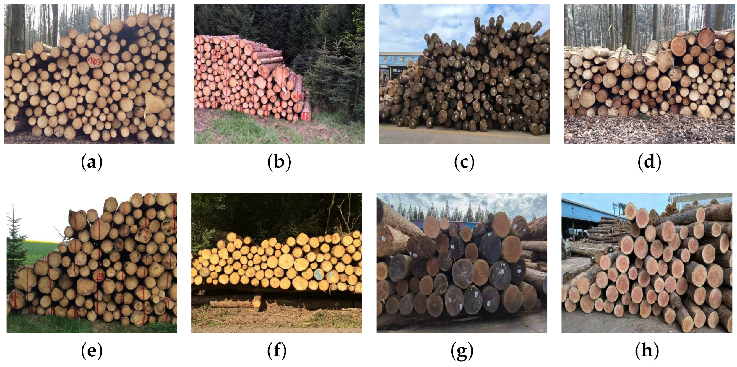 Forests 14 00285 g001 Forests 14 00285 g001