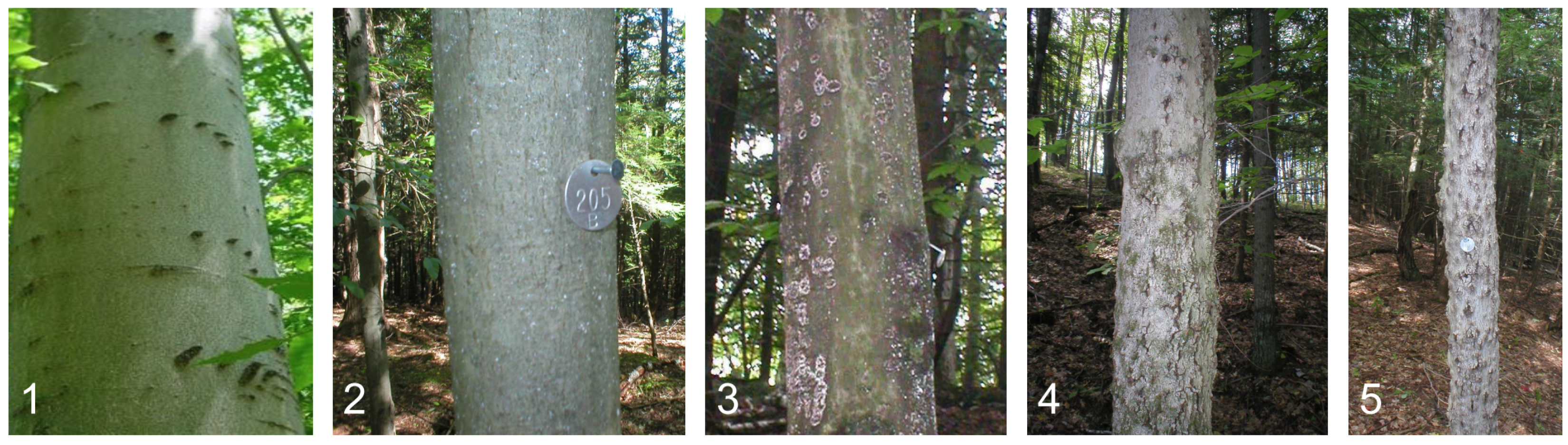 Forests 14 00312 g001 Forests 14 00312 g001