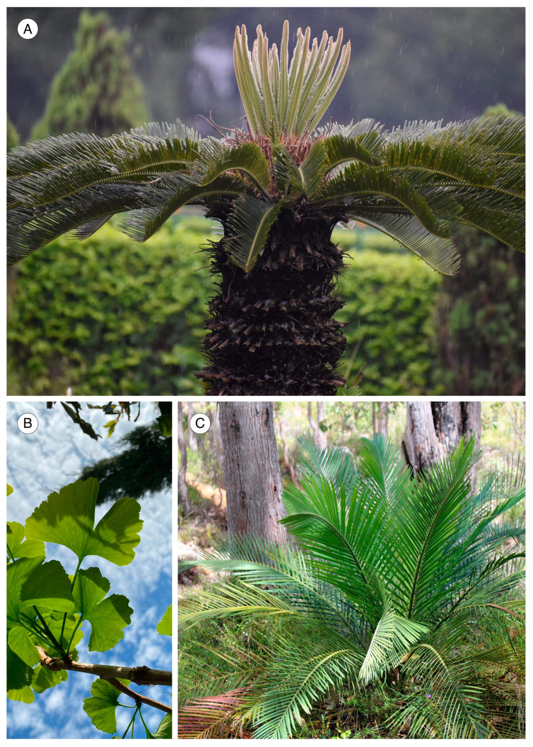 Forests 14 00323 g003