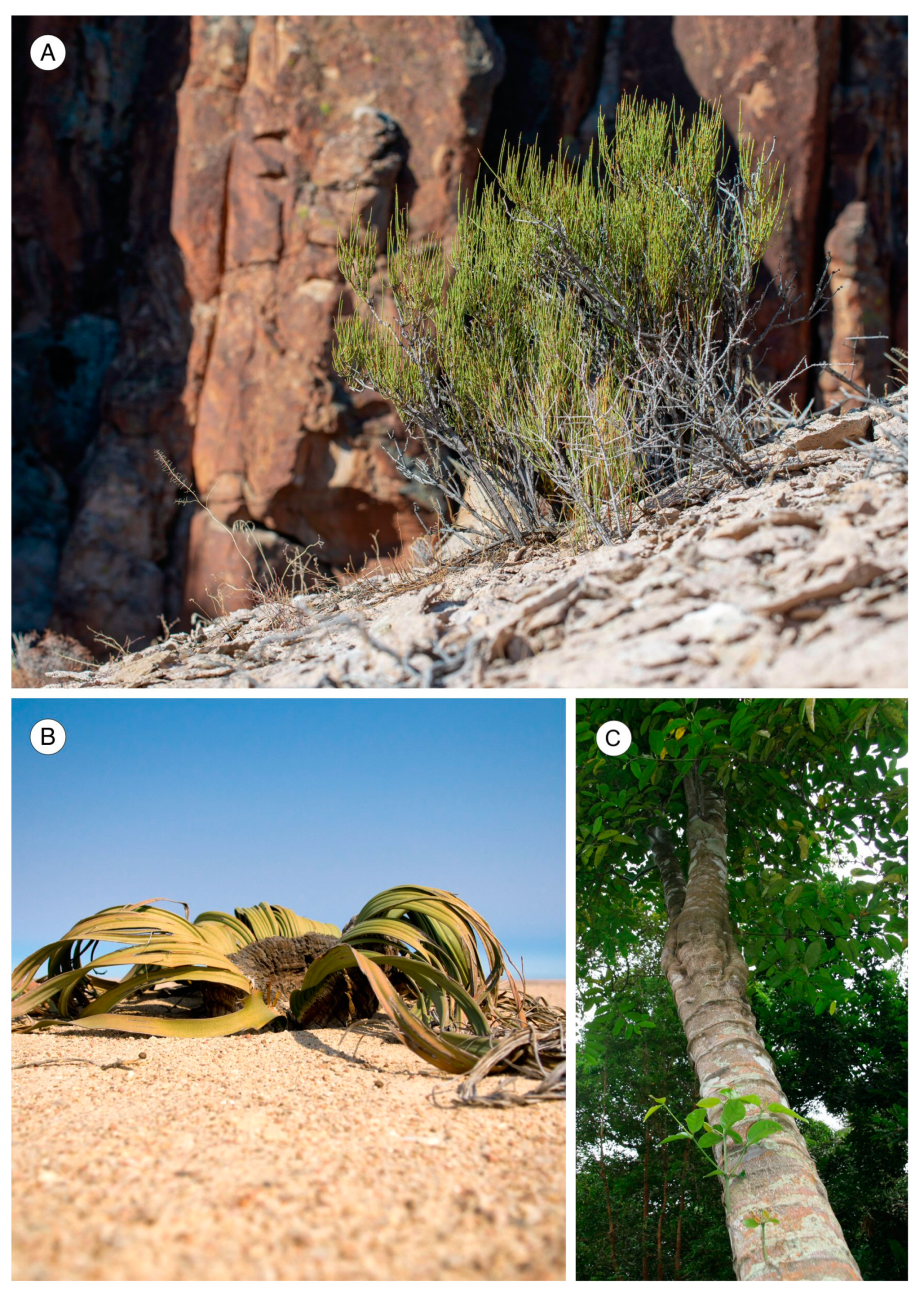 Forests 14 00323 g004