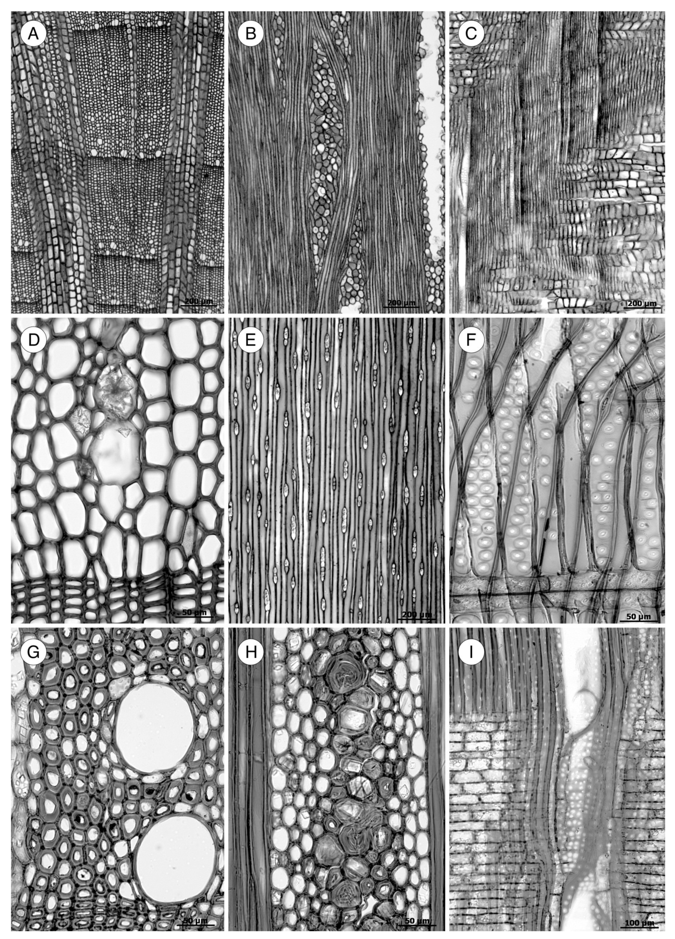 Forests 14 00323 g005