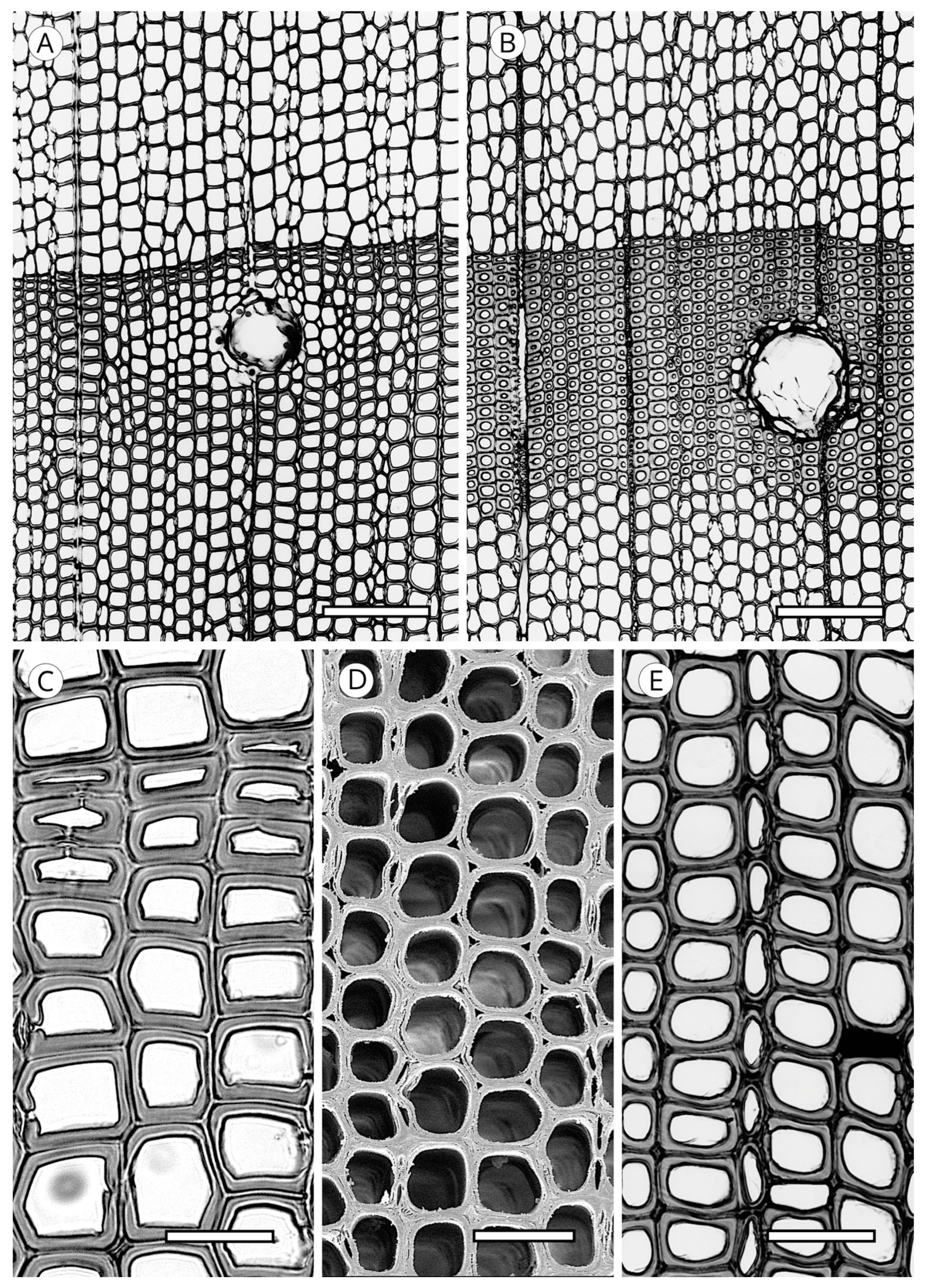 Forests 14 00323 g009